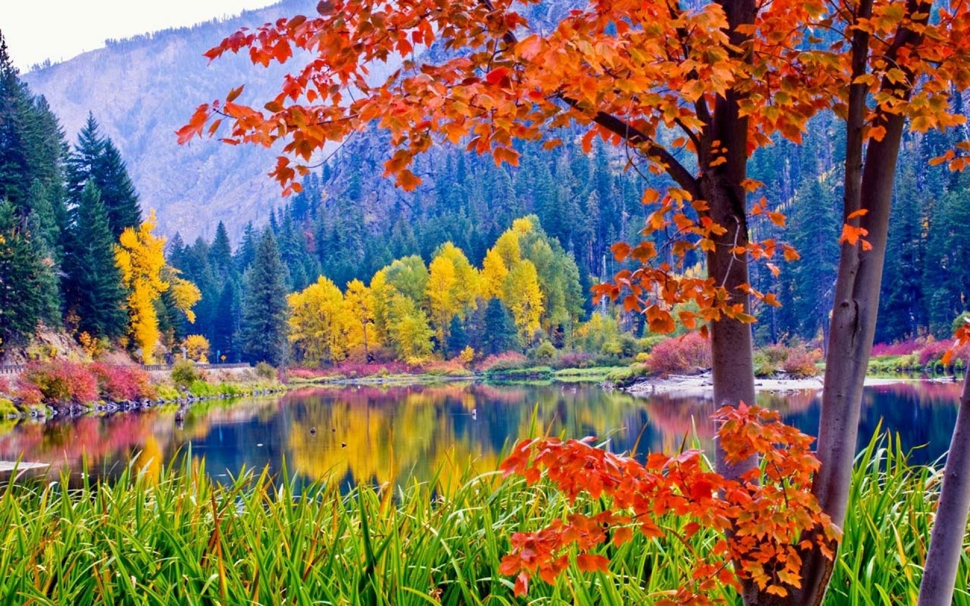 Misc: Leaves Scene Landscapes Parks Nature Colorful Forest ...