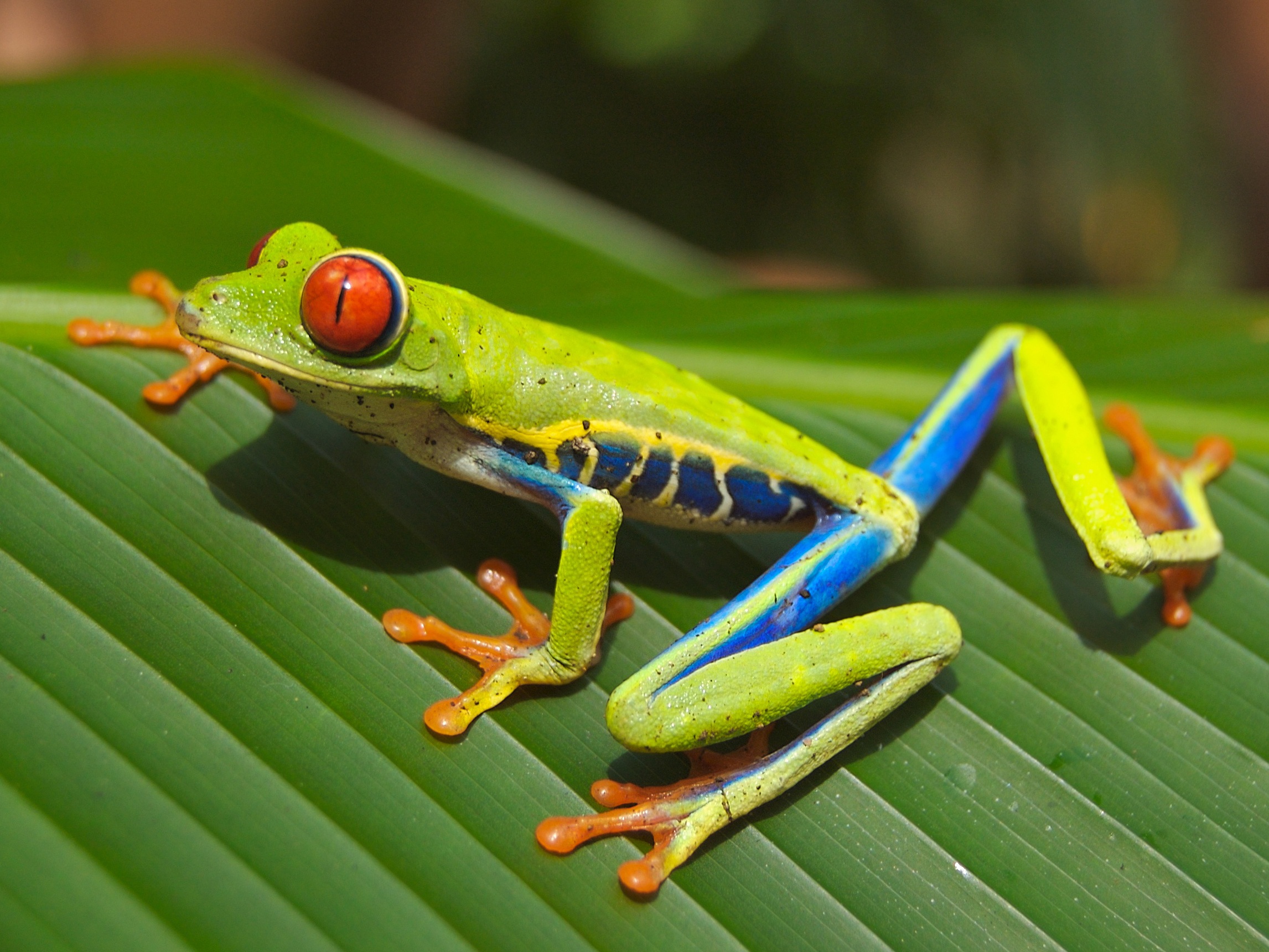Colorful frog photo