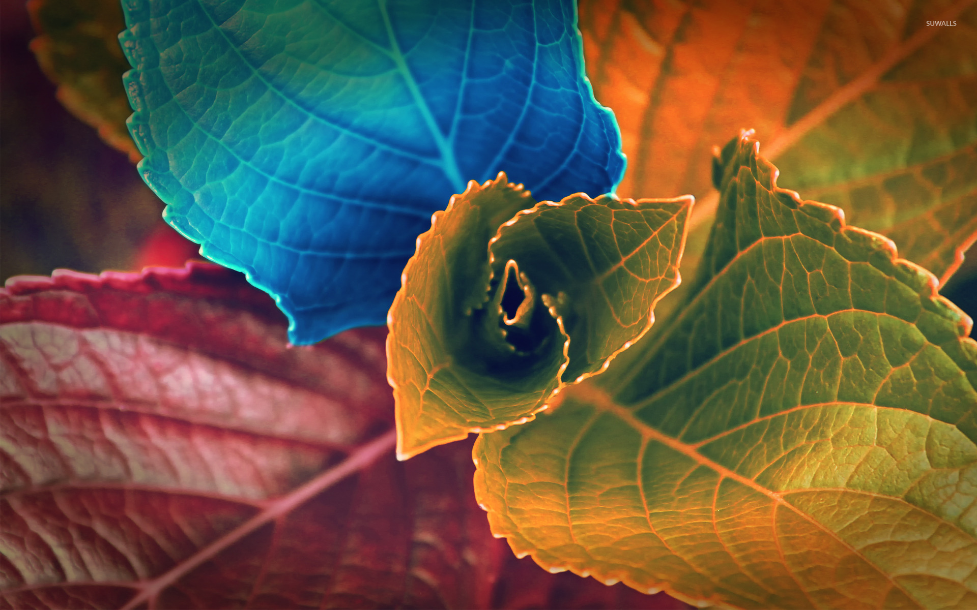 Colorful leafs photo