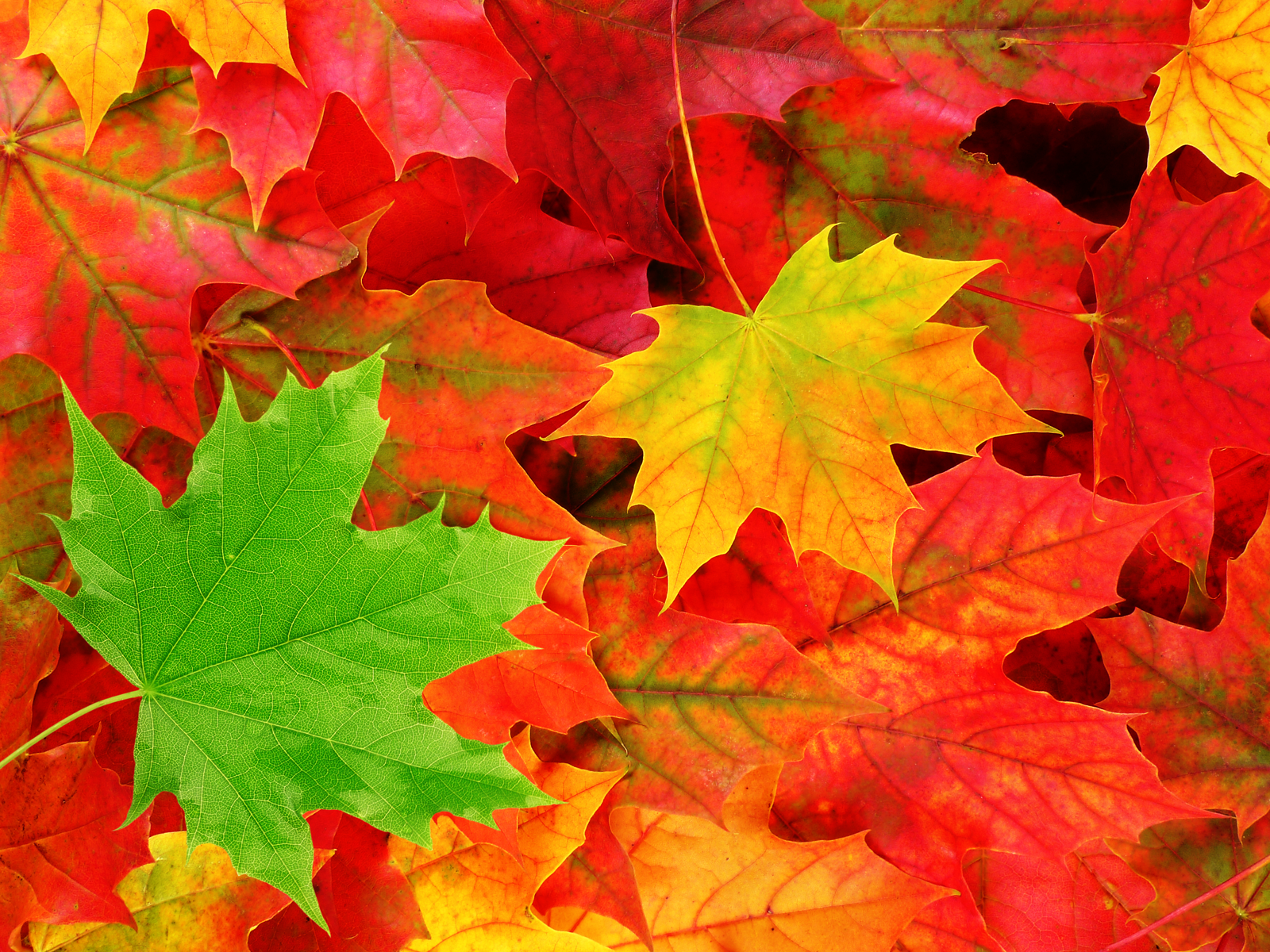 Colorful Leaves #6894696