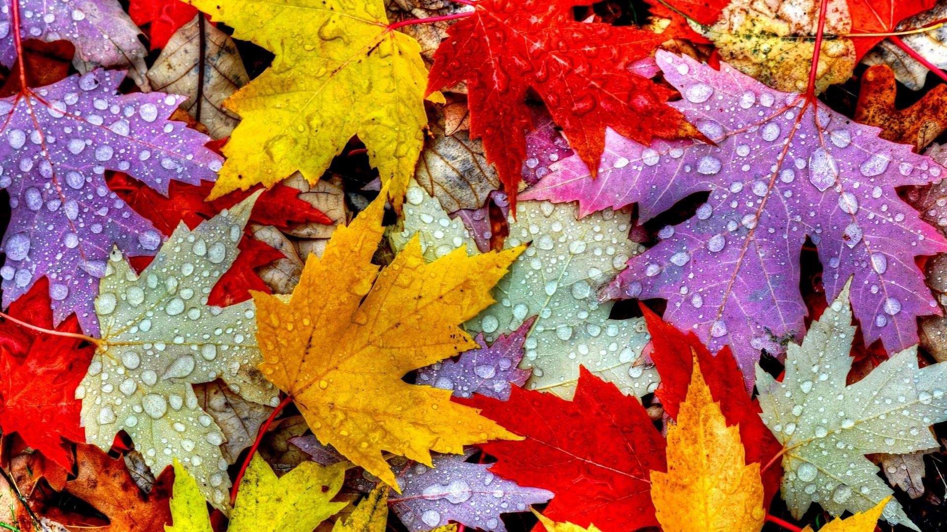 Colorful Maple Leaves Wallpaper | Wallpaper Studio 10 | Tens of ...