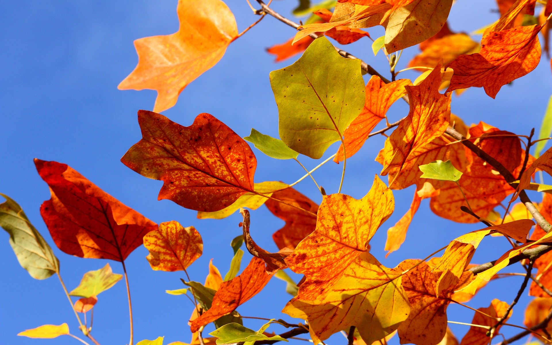 Autumn Colorful Leaves. Android wallpapers for free.