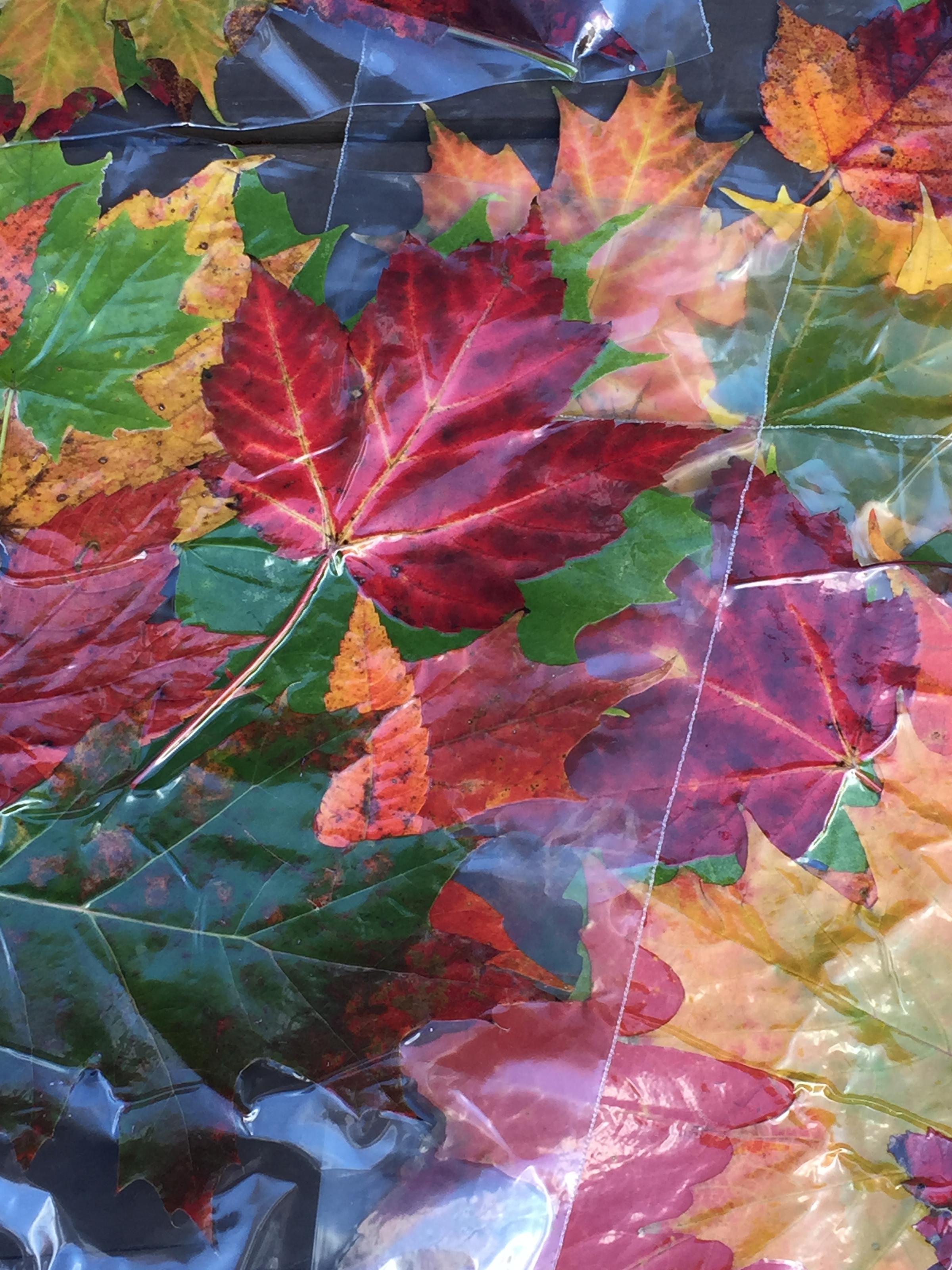 Foliage For Sale: Vermont Business Exports Colorful Leaves | Vermont ...