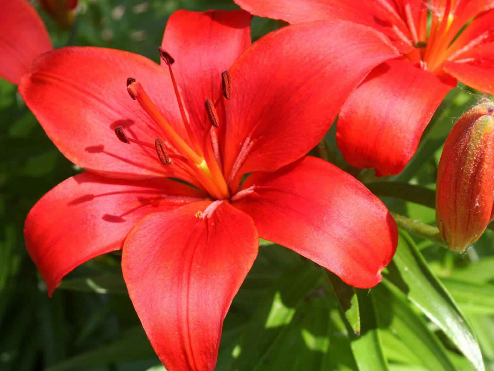 Lilies, HD Photo Collection for PC & Mac, Laptop, Tablet, Mobile Phone