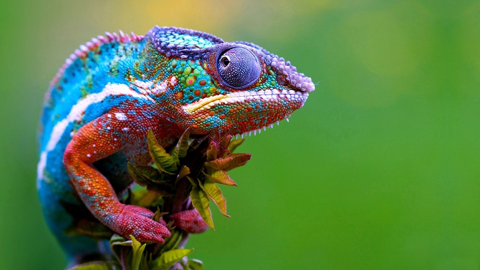 Chameleon Colorful Lizard | Colorful lizards, Lizards and Chameleons