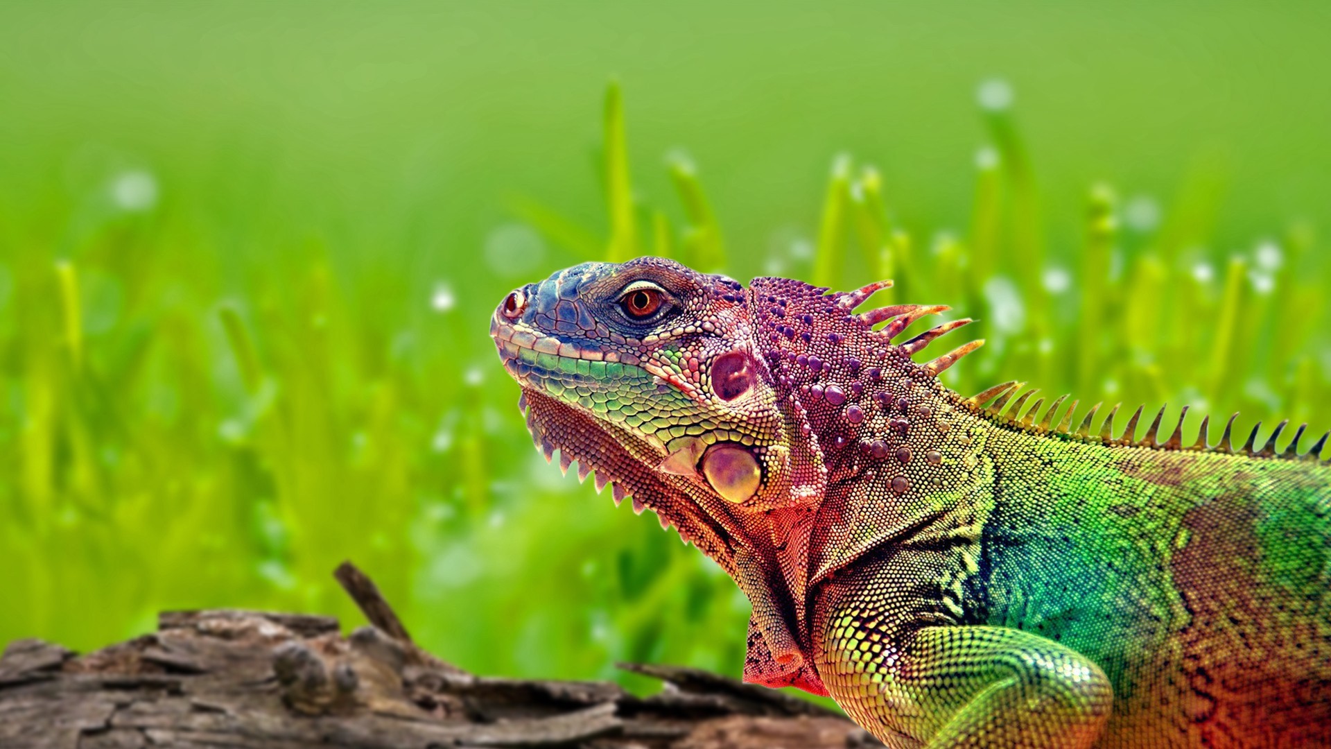 Colorful Lizard Wallpaper | Animals & Birds Wallpapers | Pinterest ...