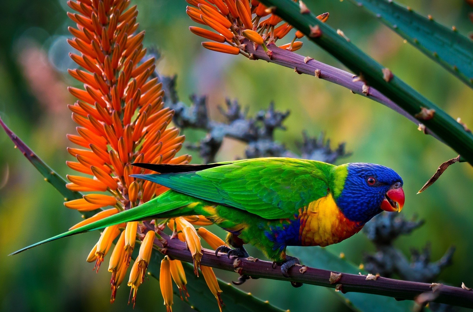 85 Rainbow Lorikeet HD Wallpapers | Background Images - Wallpaper Abyss