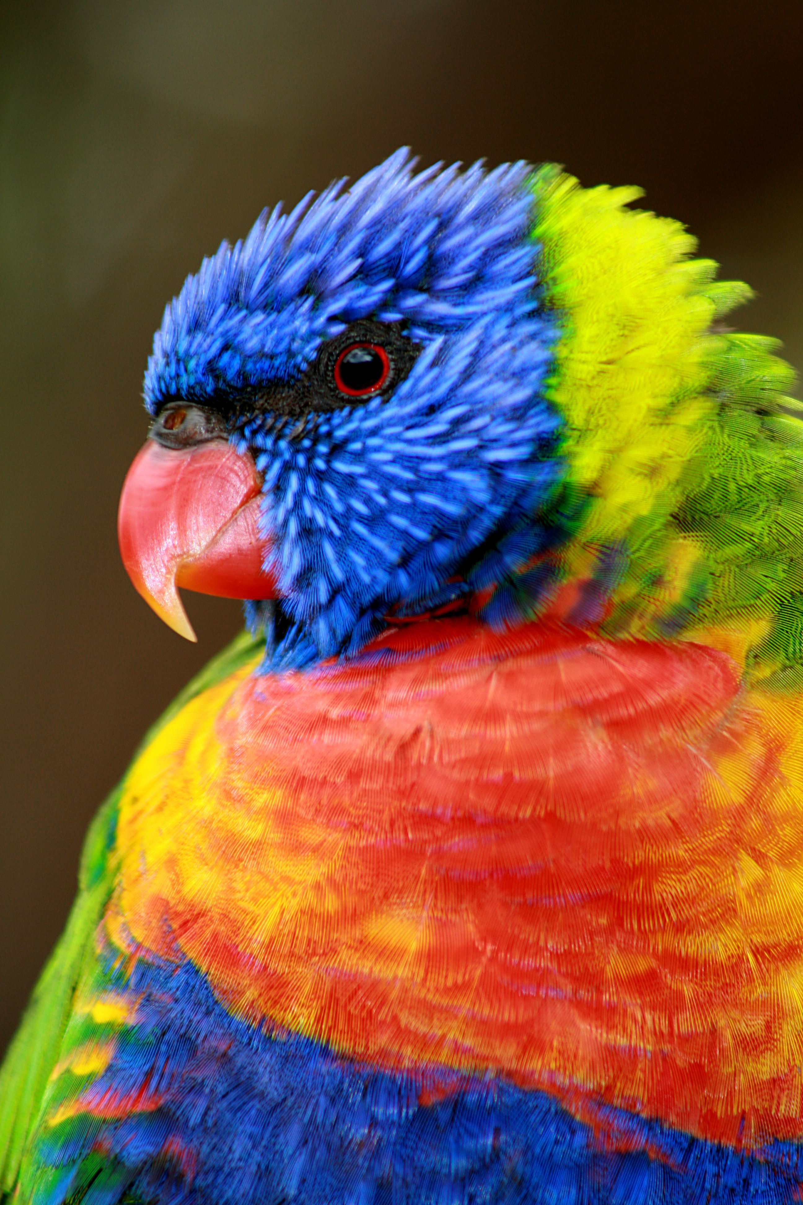 File:Rainbow Lorikeet MacMasters.jpg - Wikimedia Commons