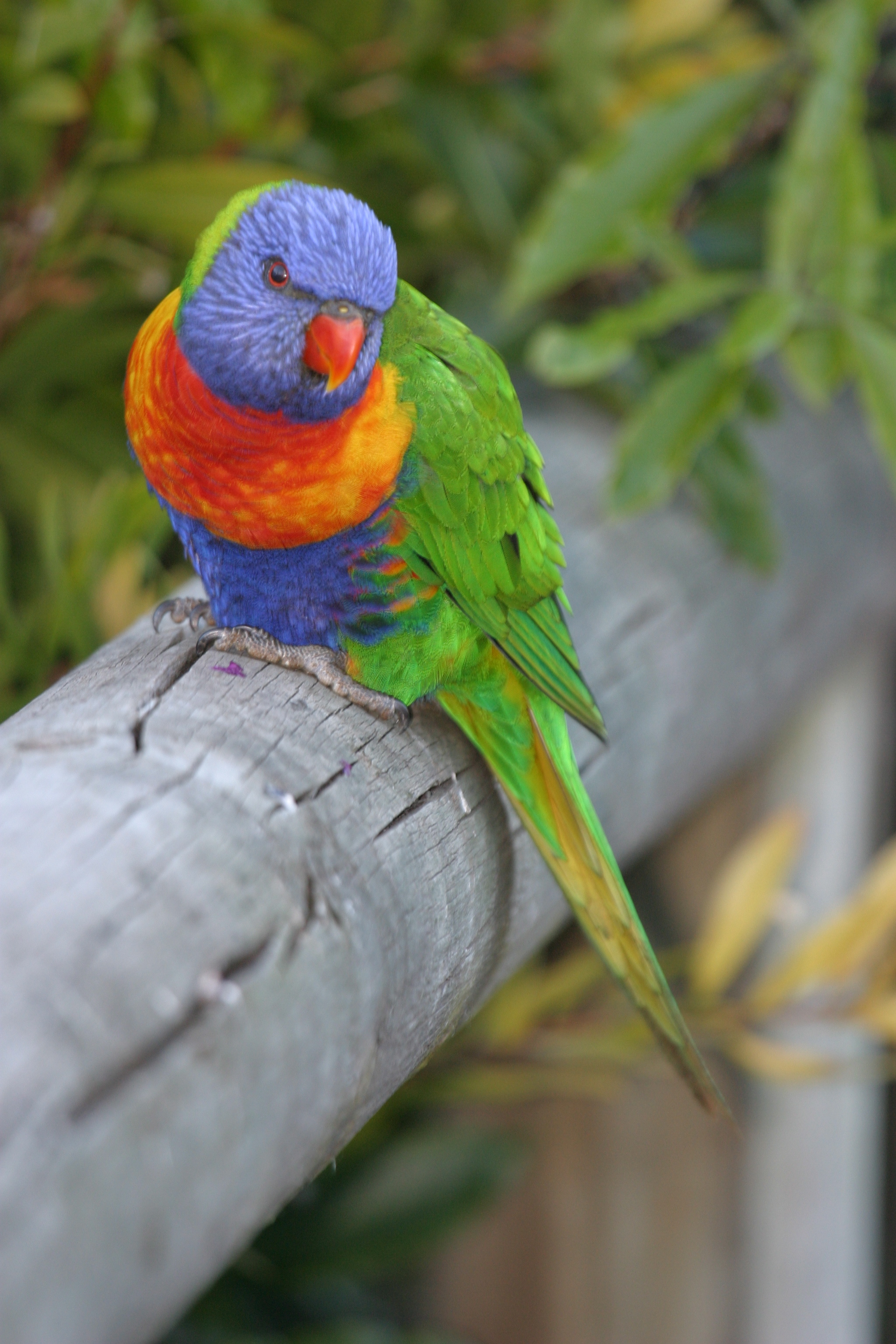 Rainbow Lorikeet | BIRDS in BACKYARDS