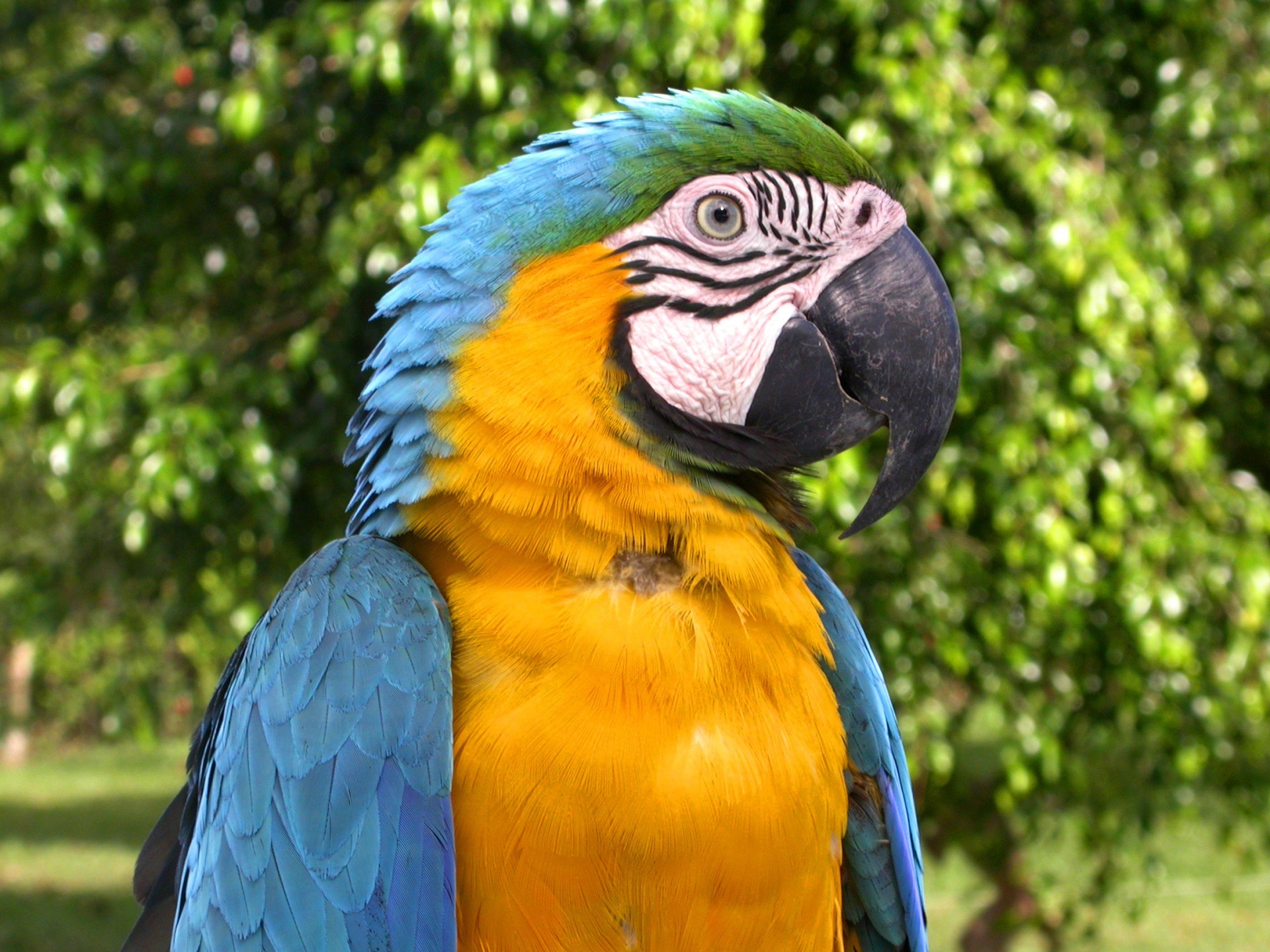 Colorful macaw photo