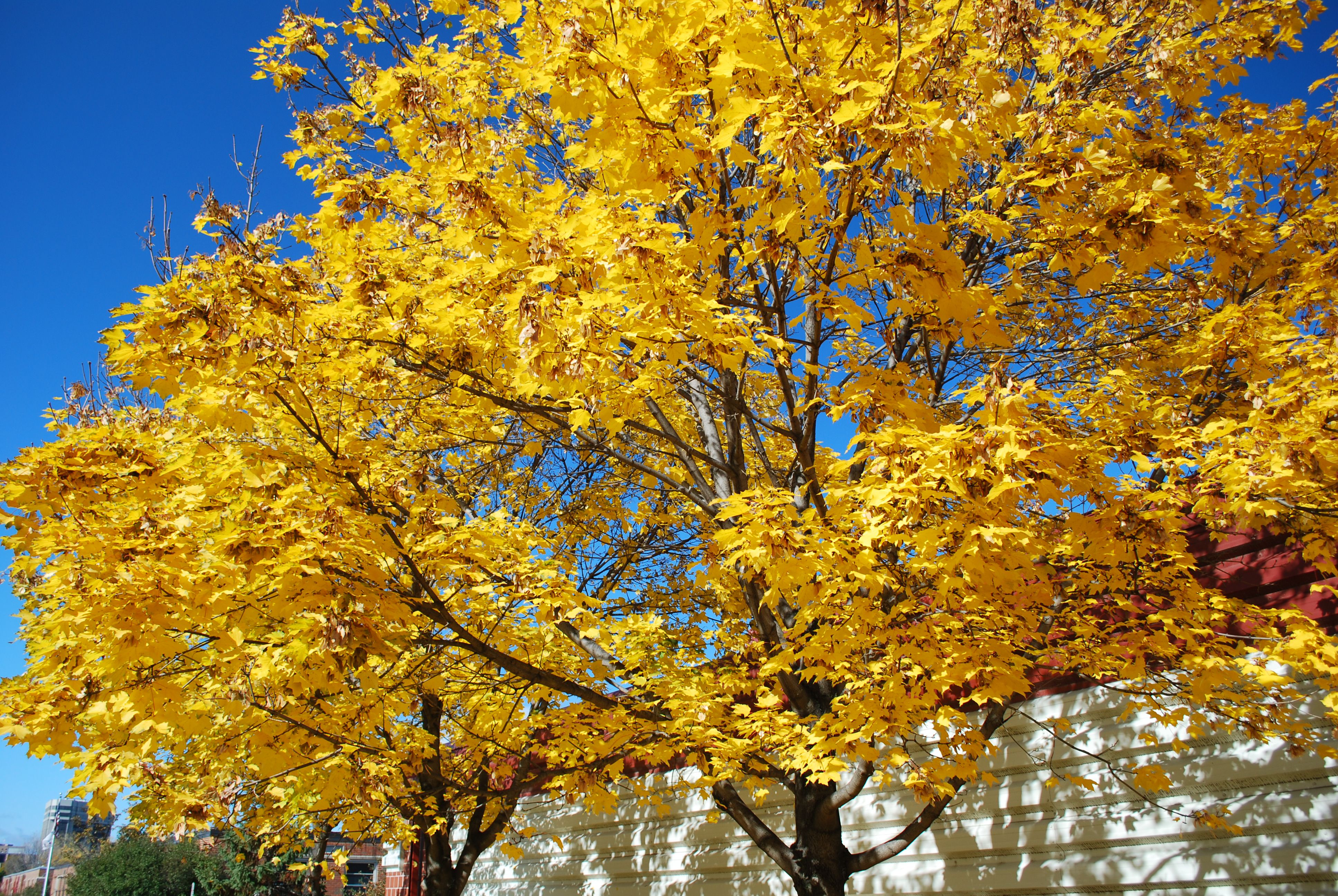 Get to Know a Variety of Maple Tree Species