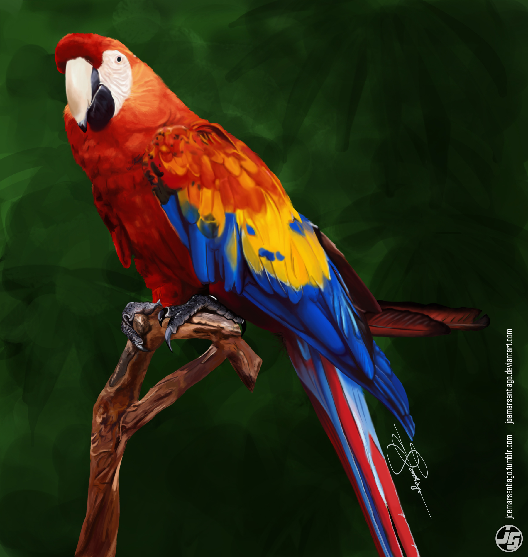 Colorful Parrots Drawings HD Wallpaper, Background Images