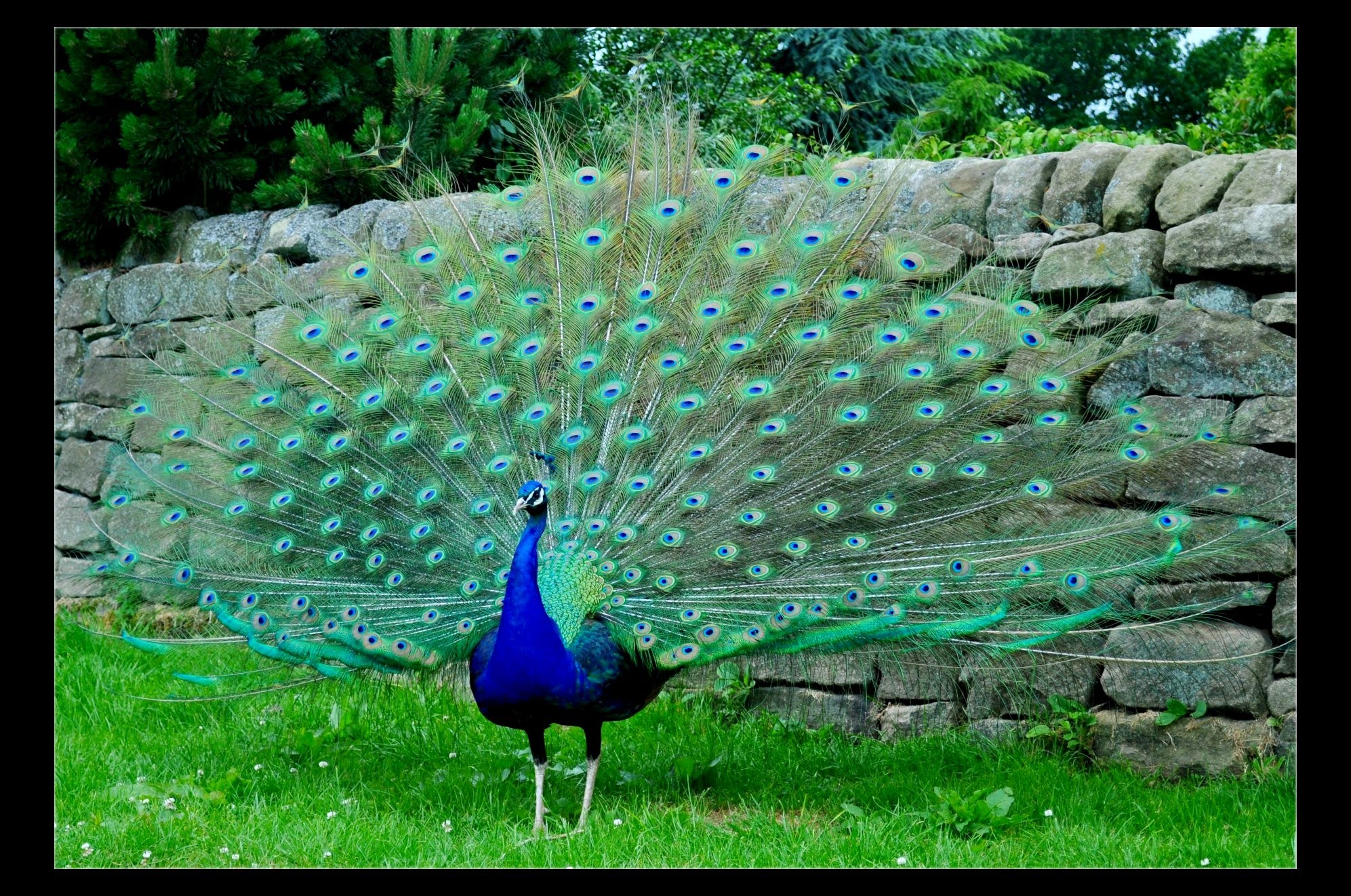 Peacock, the most beautiful and colorful creature - YouTube