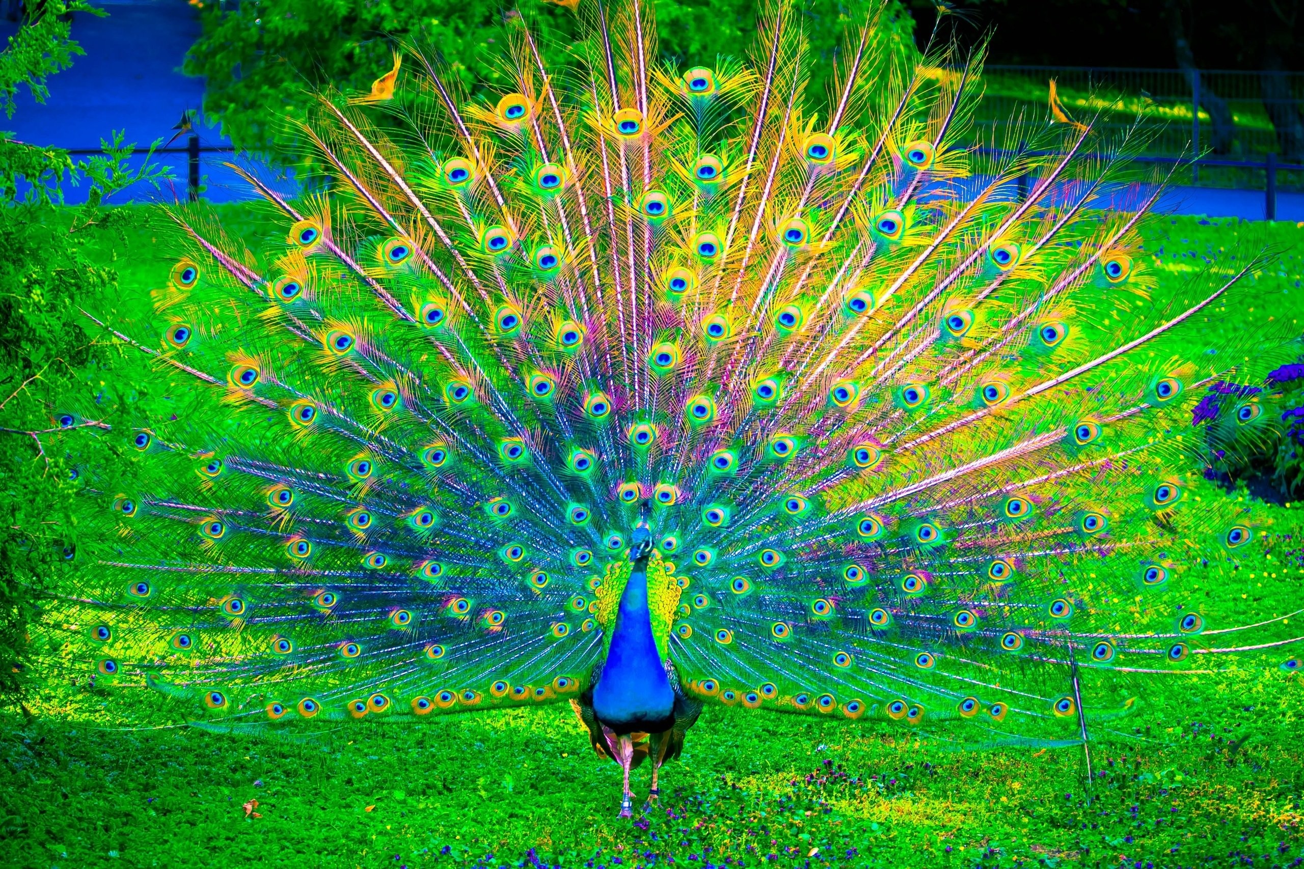 Birds: Peacock Colorful Bird Birds Wallpaper Wallpapers for HD 16:9 ...