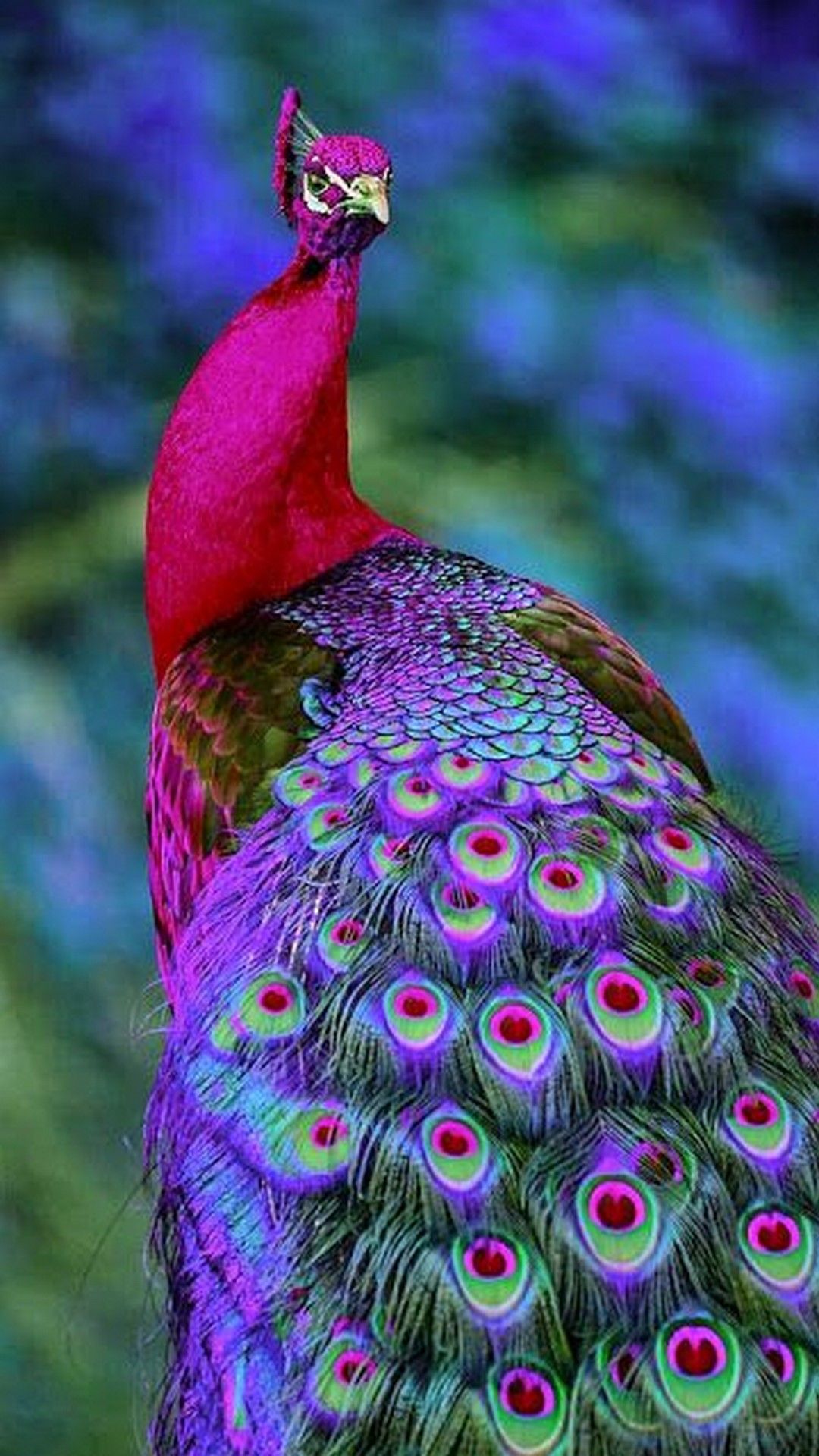 Colorful Peacock Wallpaper iPhone - 2018 iPhone Wallpapers | Peacock ...