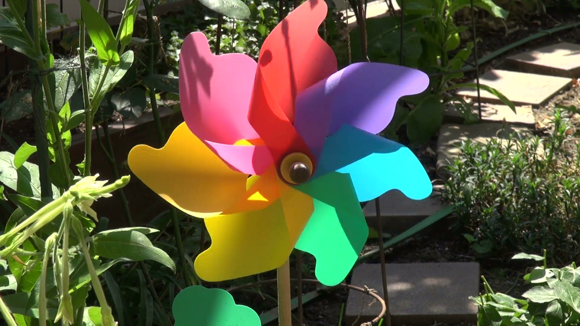 Colorful pinwheel toy spinning in the garden, weather vane ...