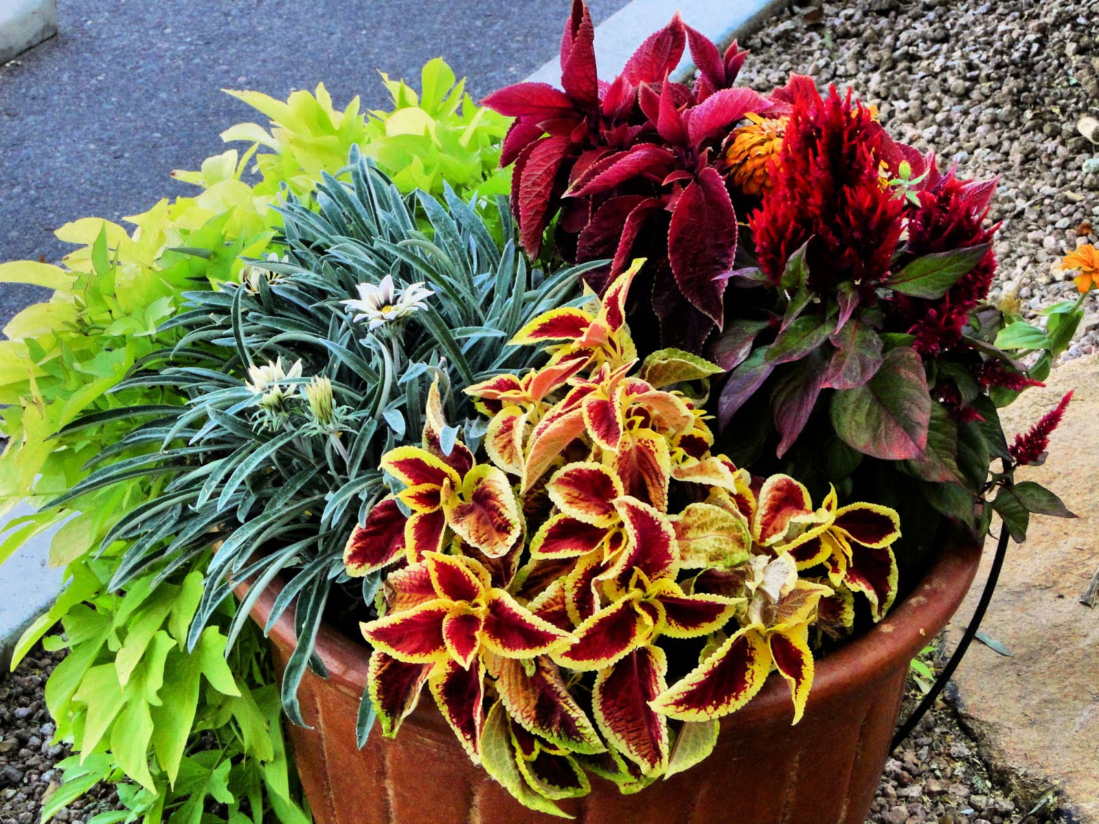 Phoenix Daily Photo: Colorful Plants