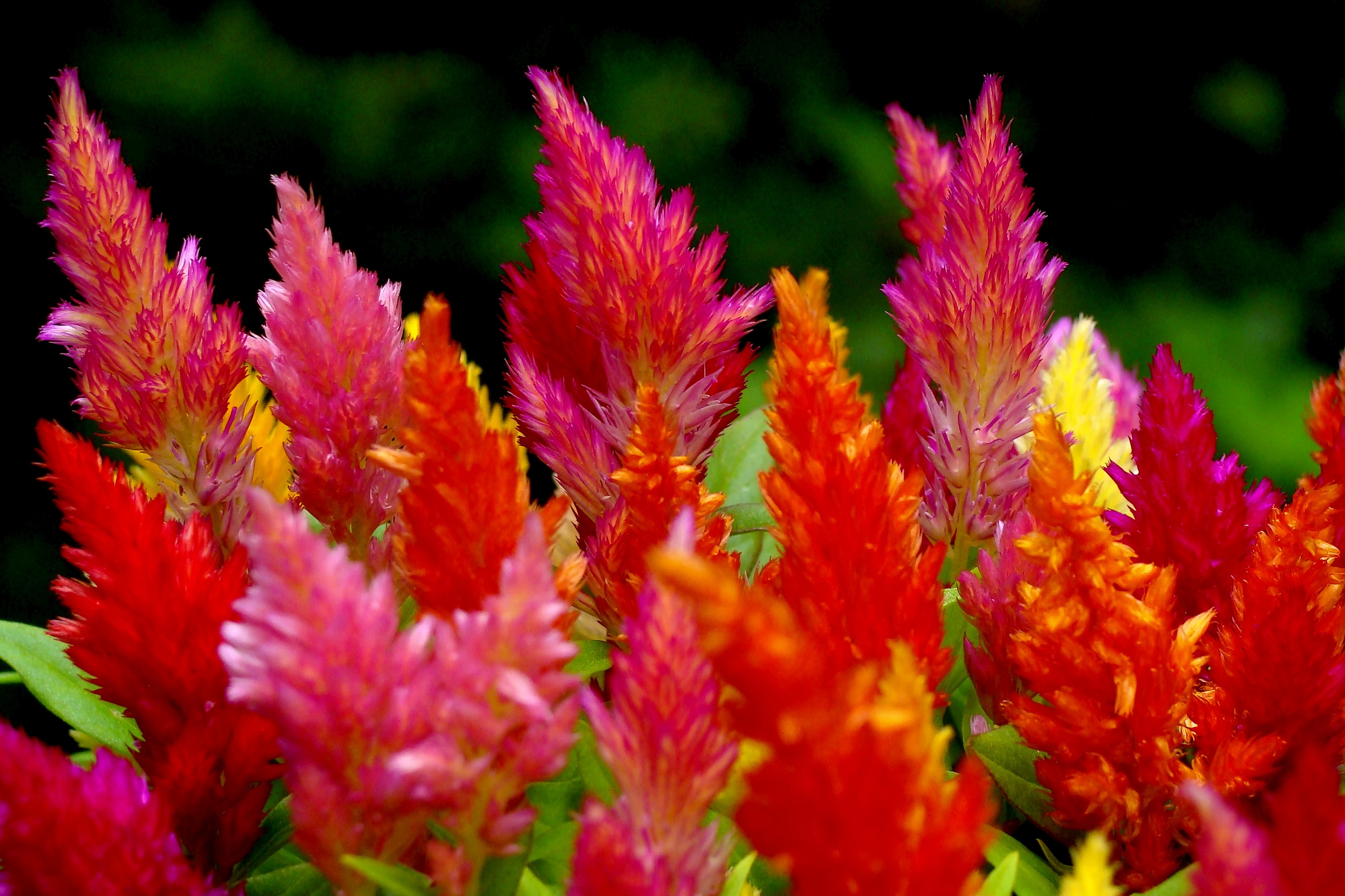 Flowers: Nature Colors Plants Flowers Colorful Flower 3d Wallpaper ...