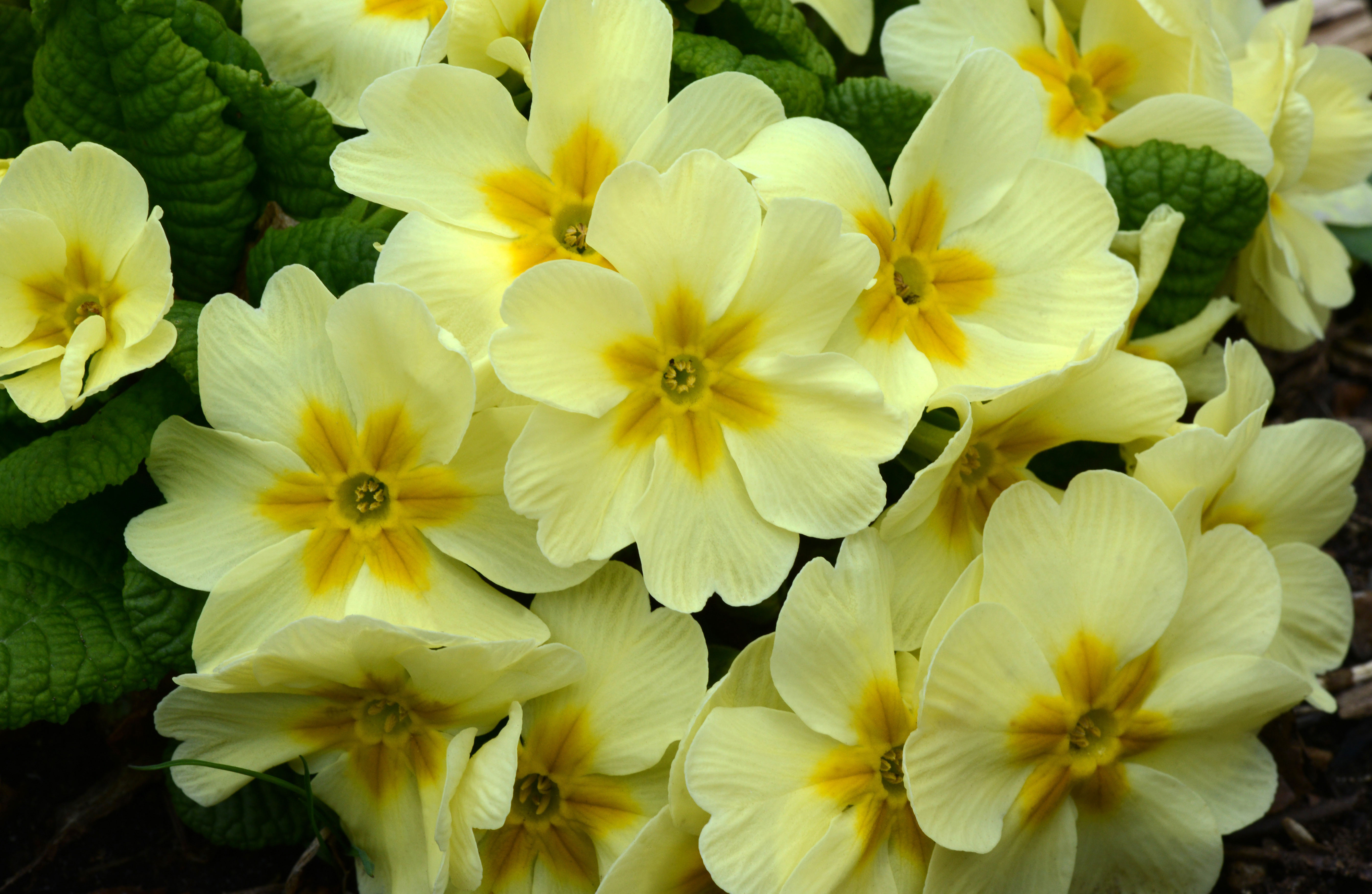 primrose – Petals and Wings