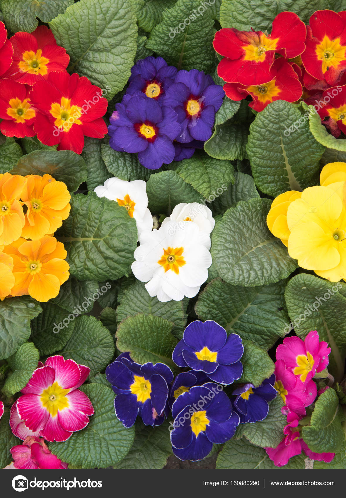 Colorful Primrose Flowers. — Stock Photo © diverroy #160880290