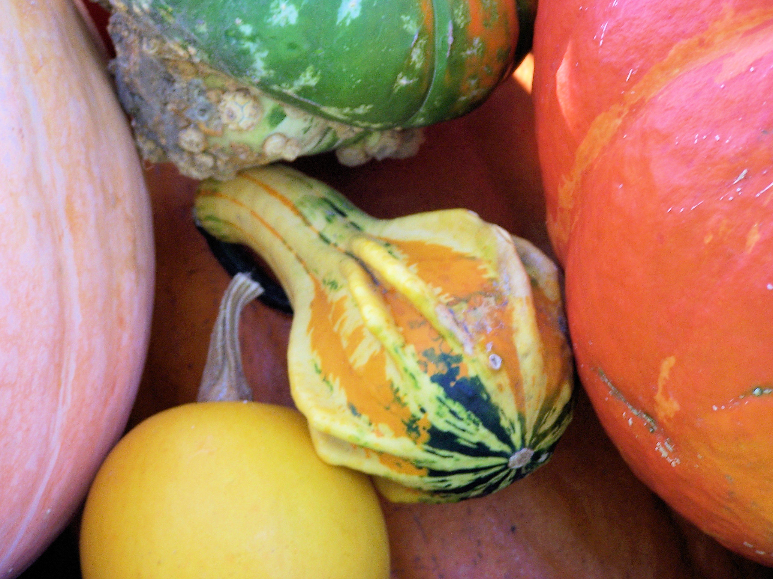 Colorful pumpkins in fall photo