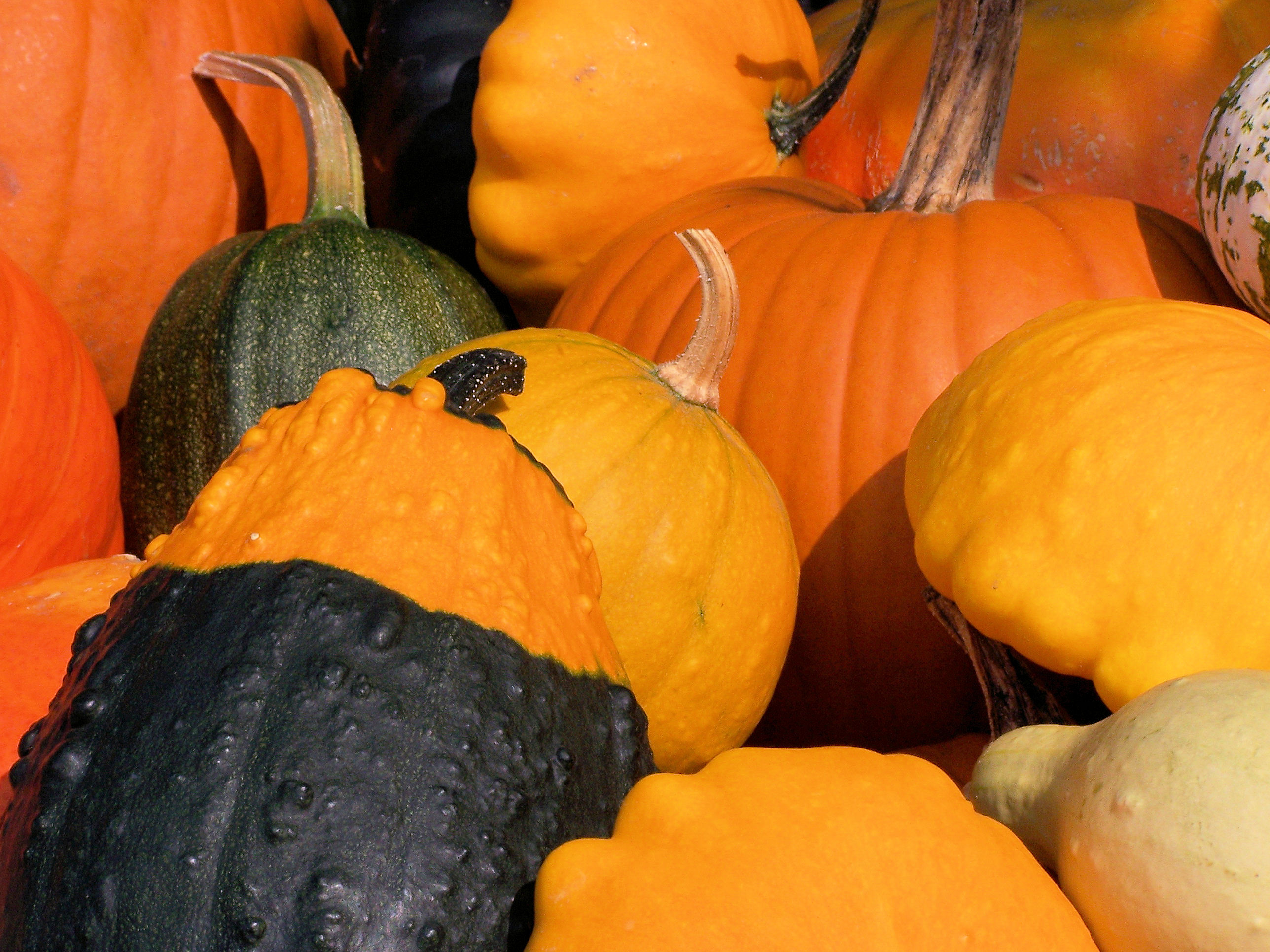 Colorful pumpkins in fall photo