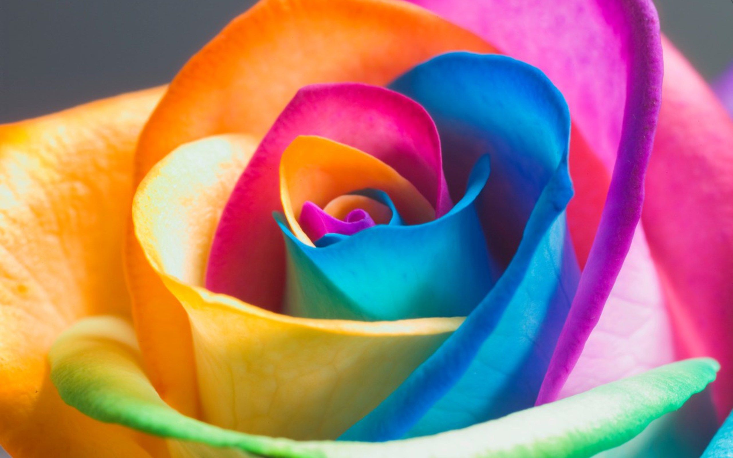 Colorful Rose Wallpapers HD : Find best latest Colorful Rose ...