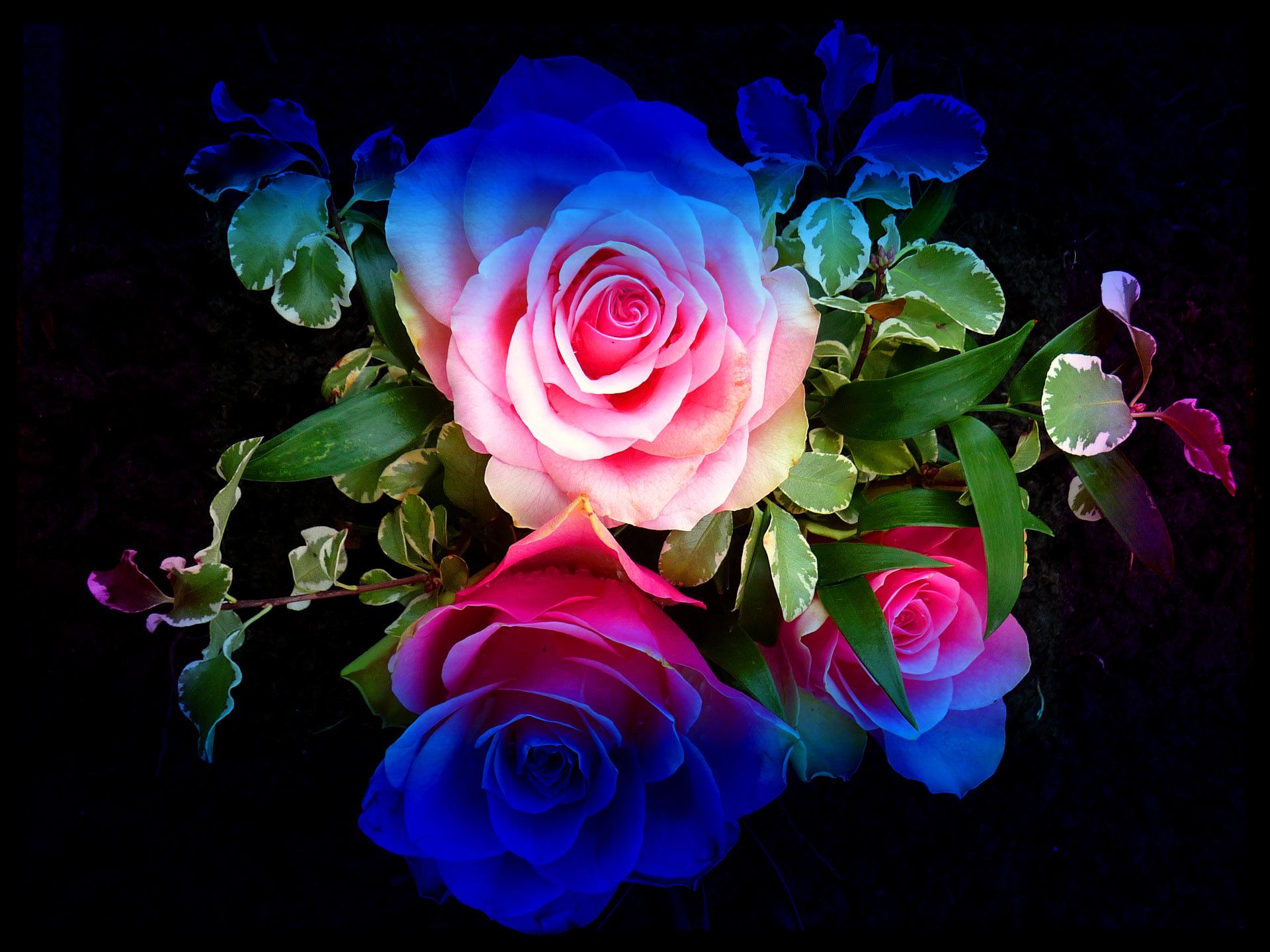 Colorful Roses High Definition Wallpapers High Resolution Wallpaper ...