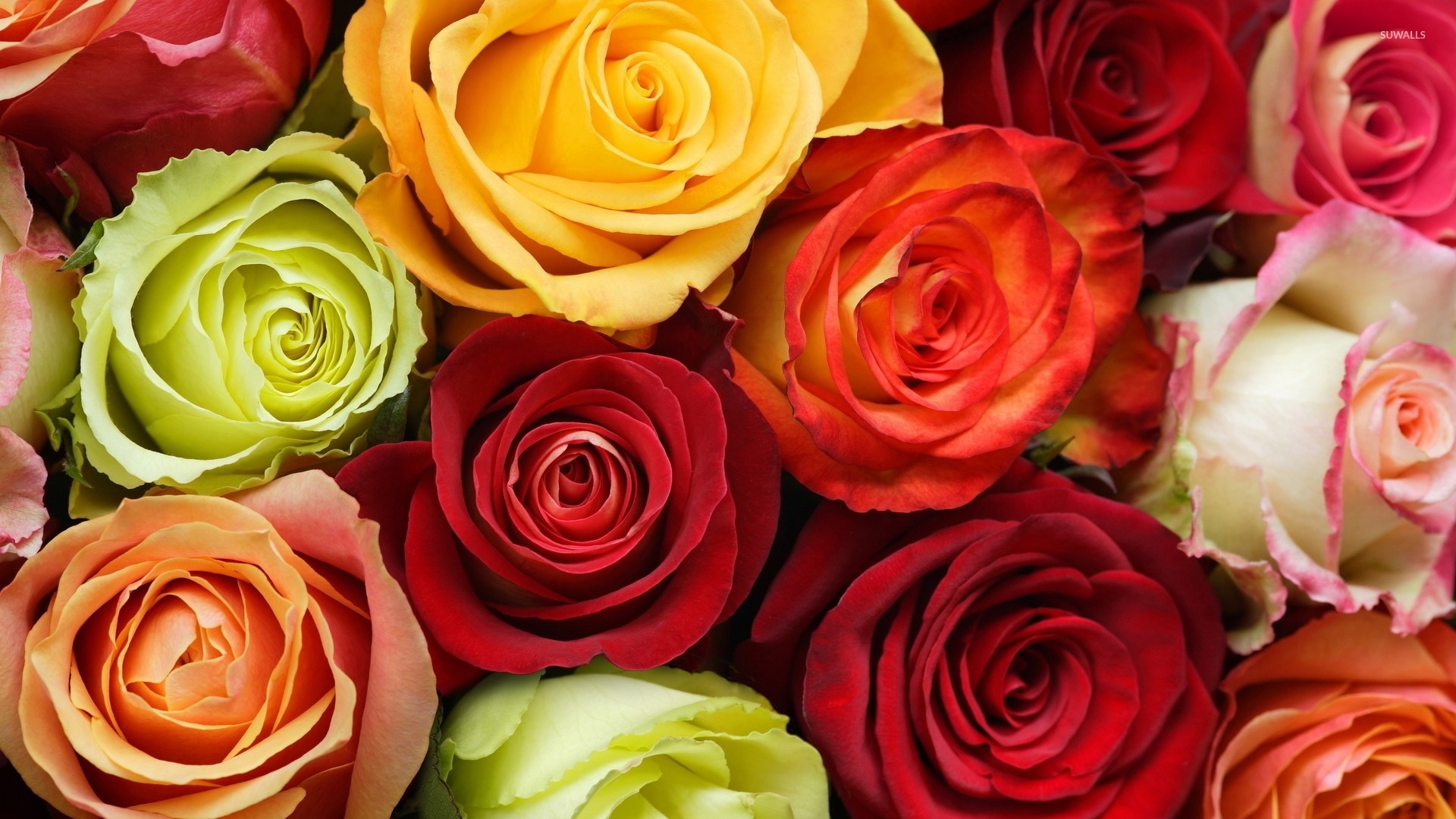 Colorful roses wallpaper - Flower wallpapers - #50584