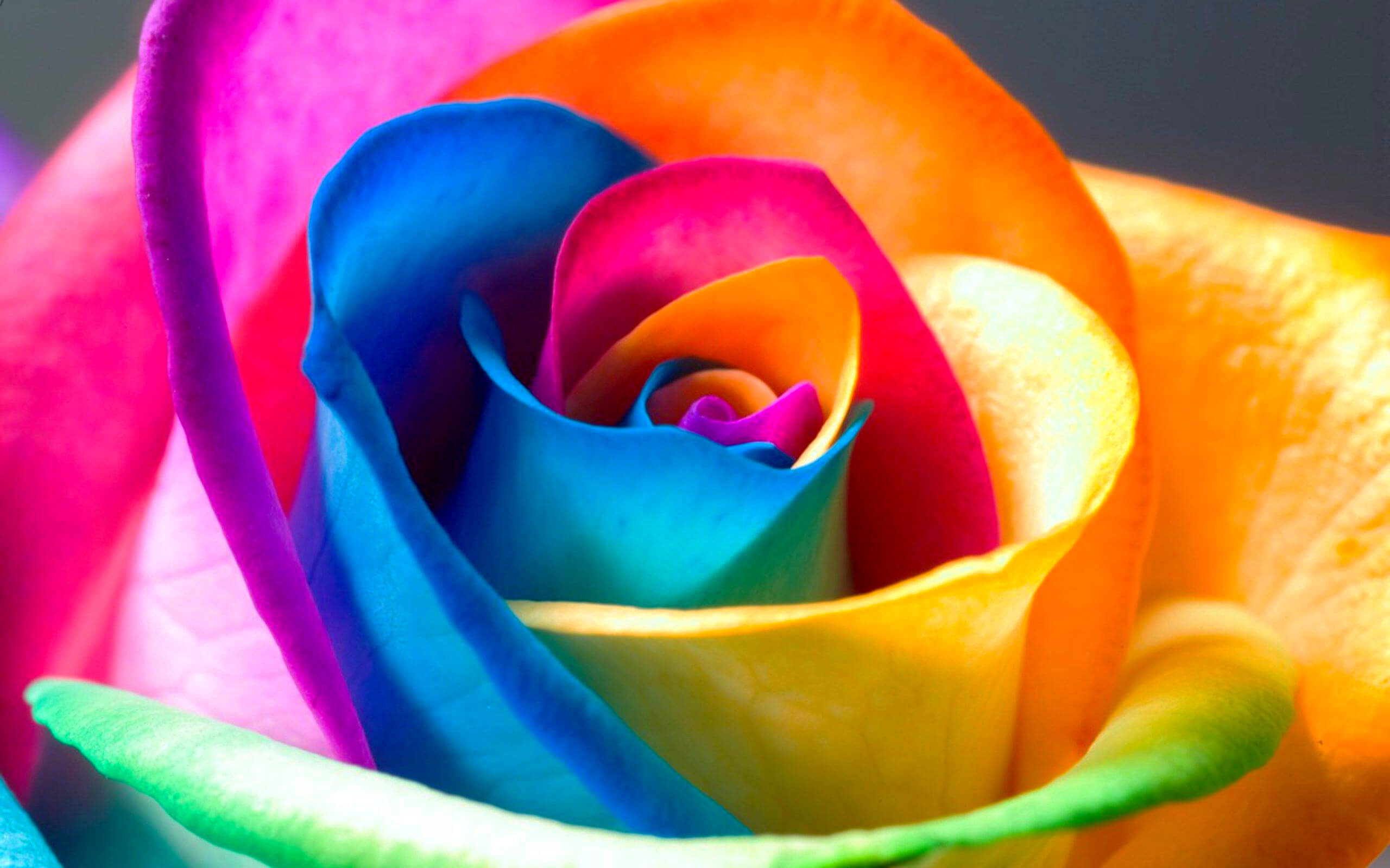 Colorful rose petals :: Free High quality Flower wallpaper
