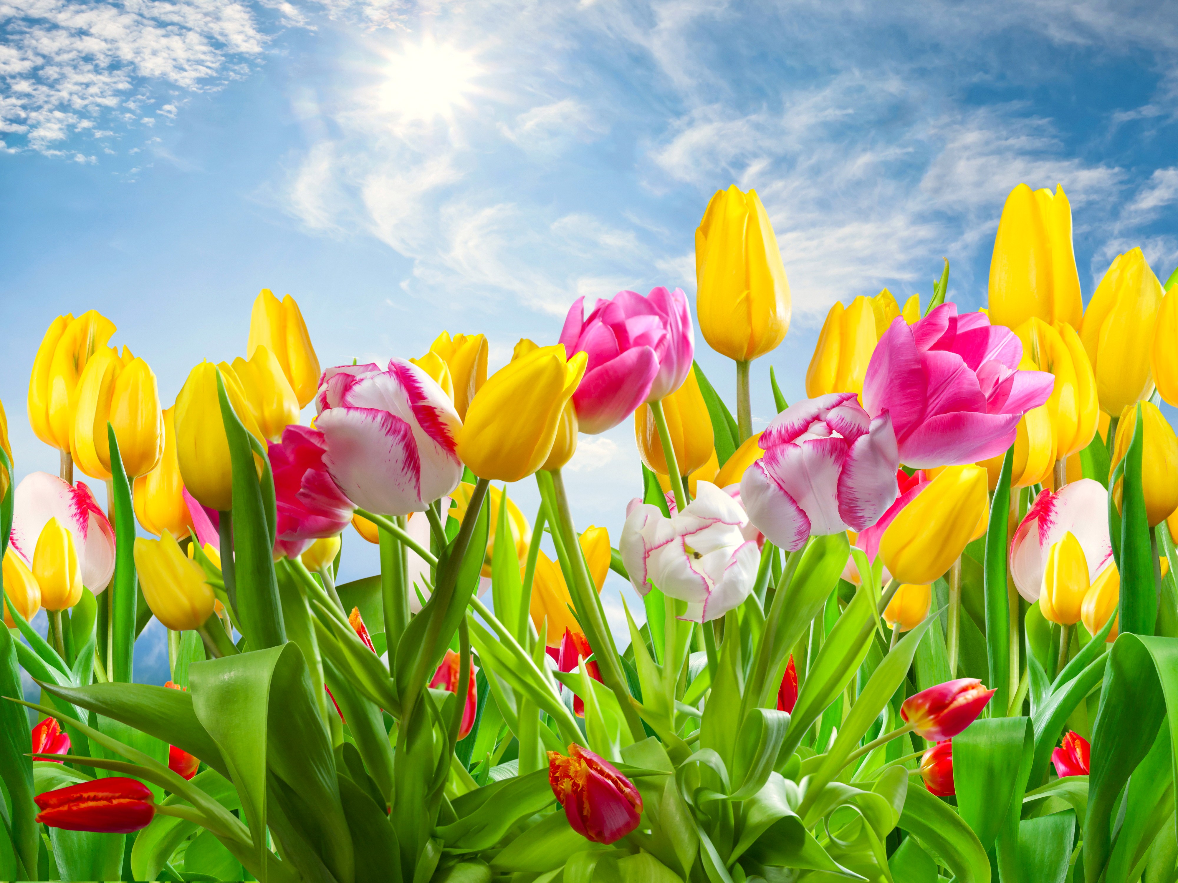 Flowers: Spring Sunshine Colors Tulips Pink Yellow Nature Flowers ...