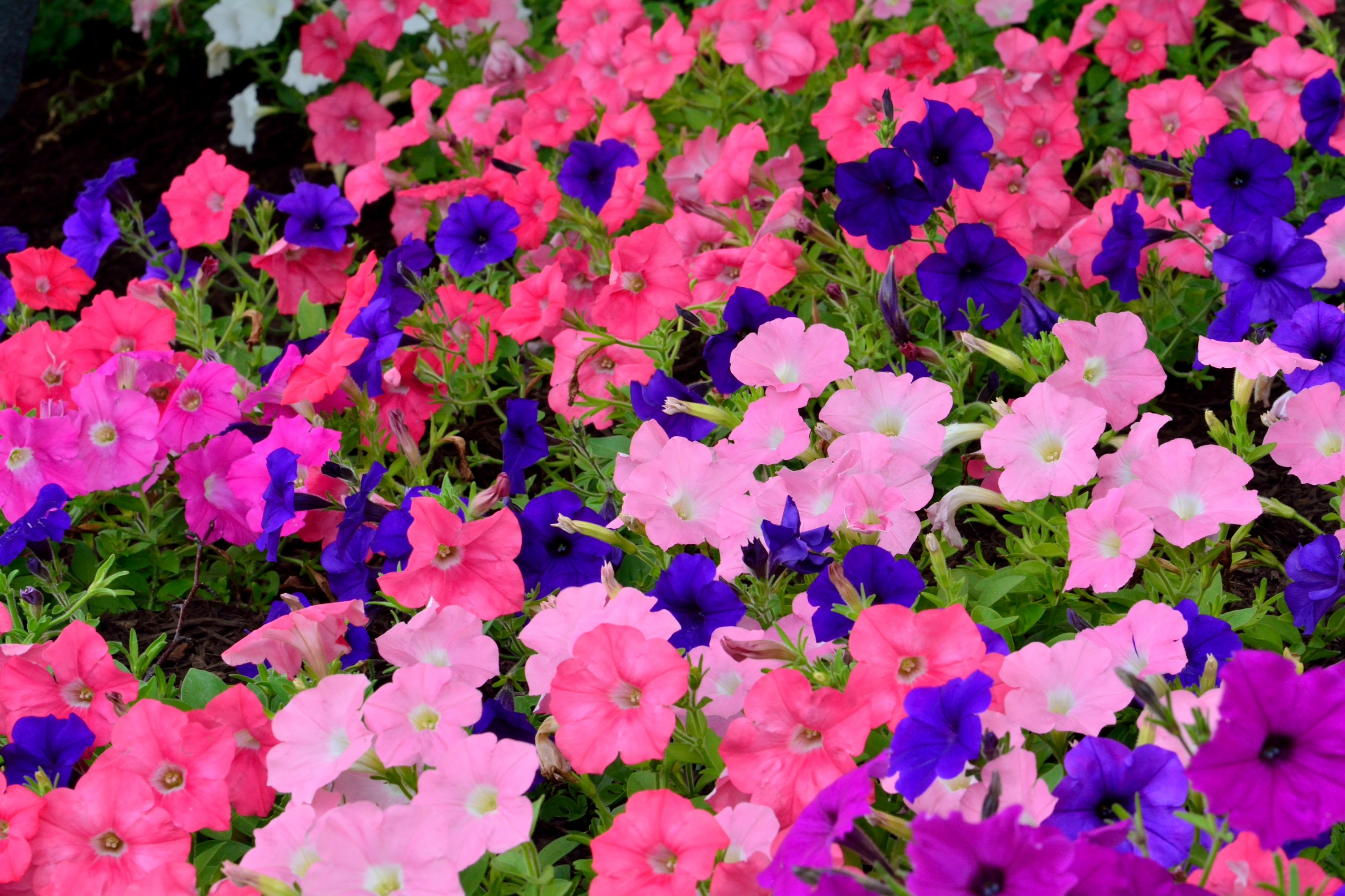 Flower: Colors Summer Flower Colorful Flowers Bed Images Hd Quality ...