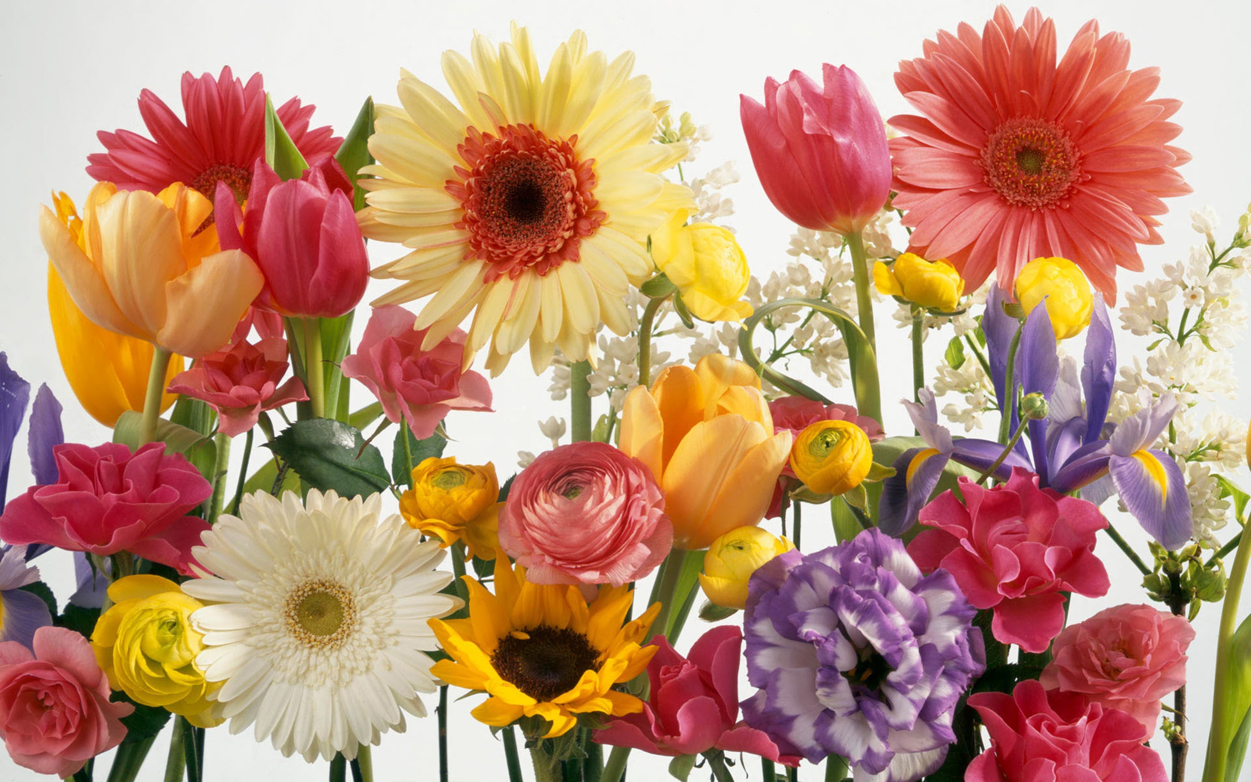 Colorful Summer Flowers Flower Flower, Tulip, Sunflower, Daisy ...