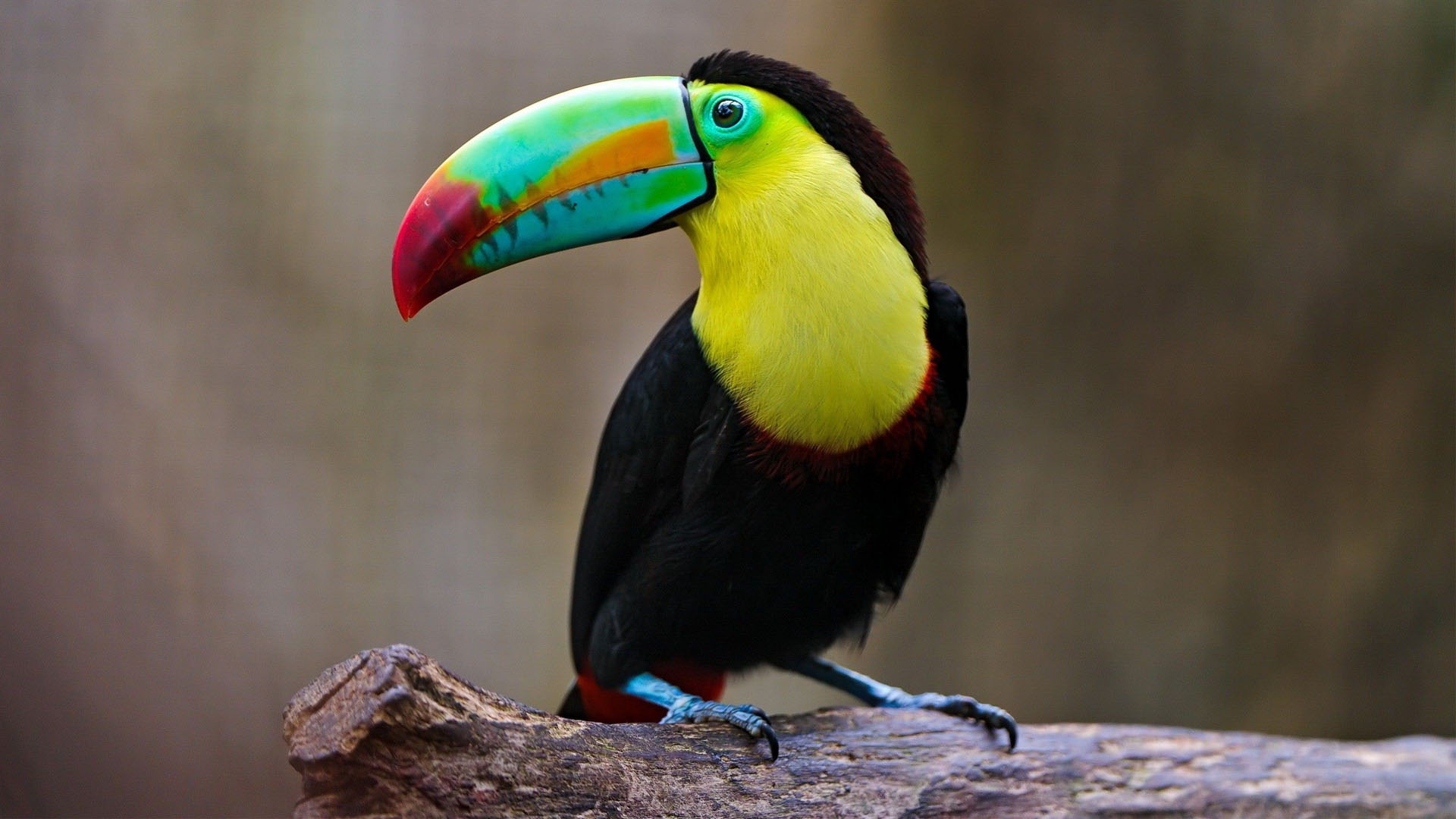 Colorful Toucan Wallpaper | HD Animals | Pinterest | Animal