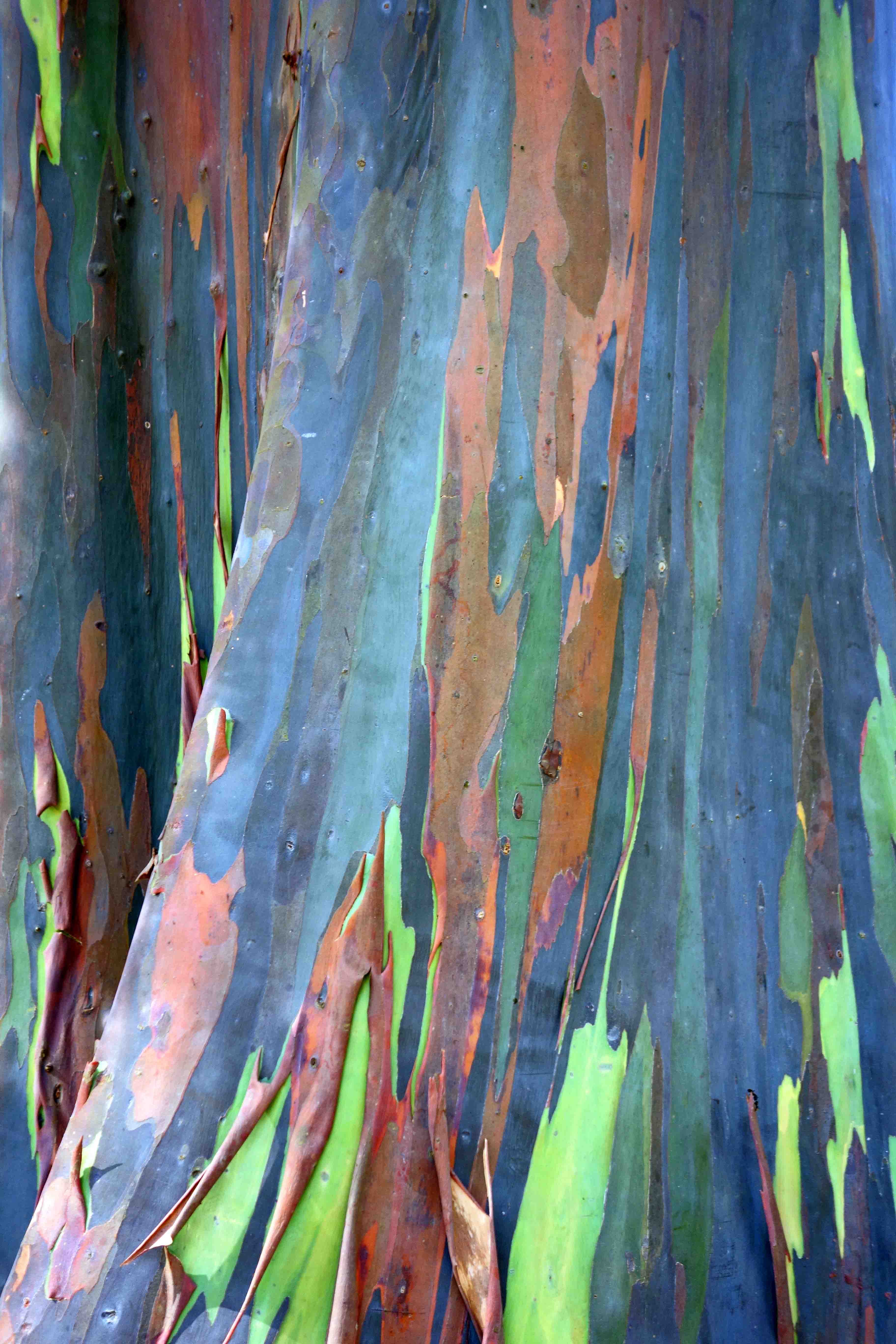 Rainbow tree – Ray Cannon's nature notes