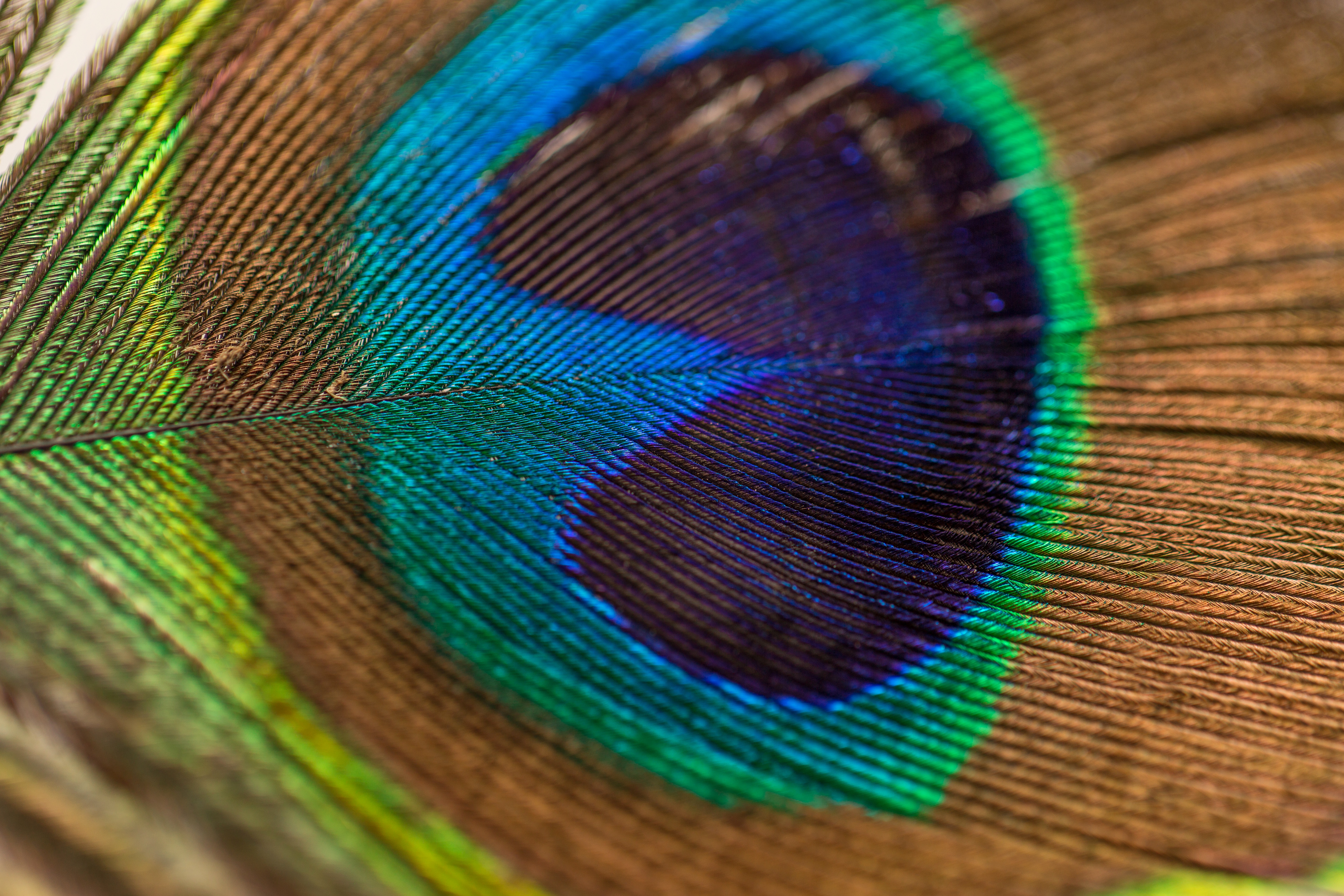 Colorful, Bird, Color, Feather, Nature, HQ Photo