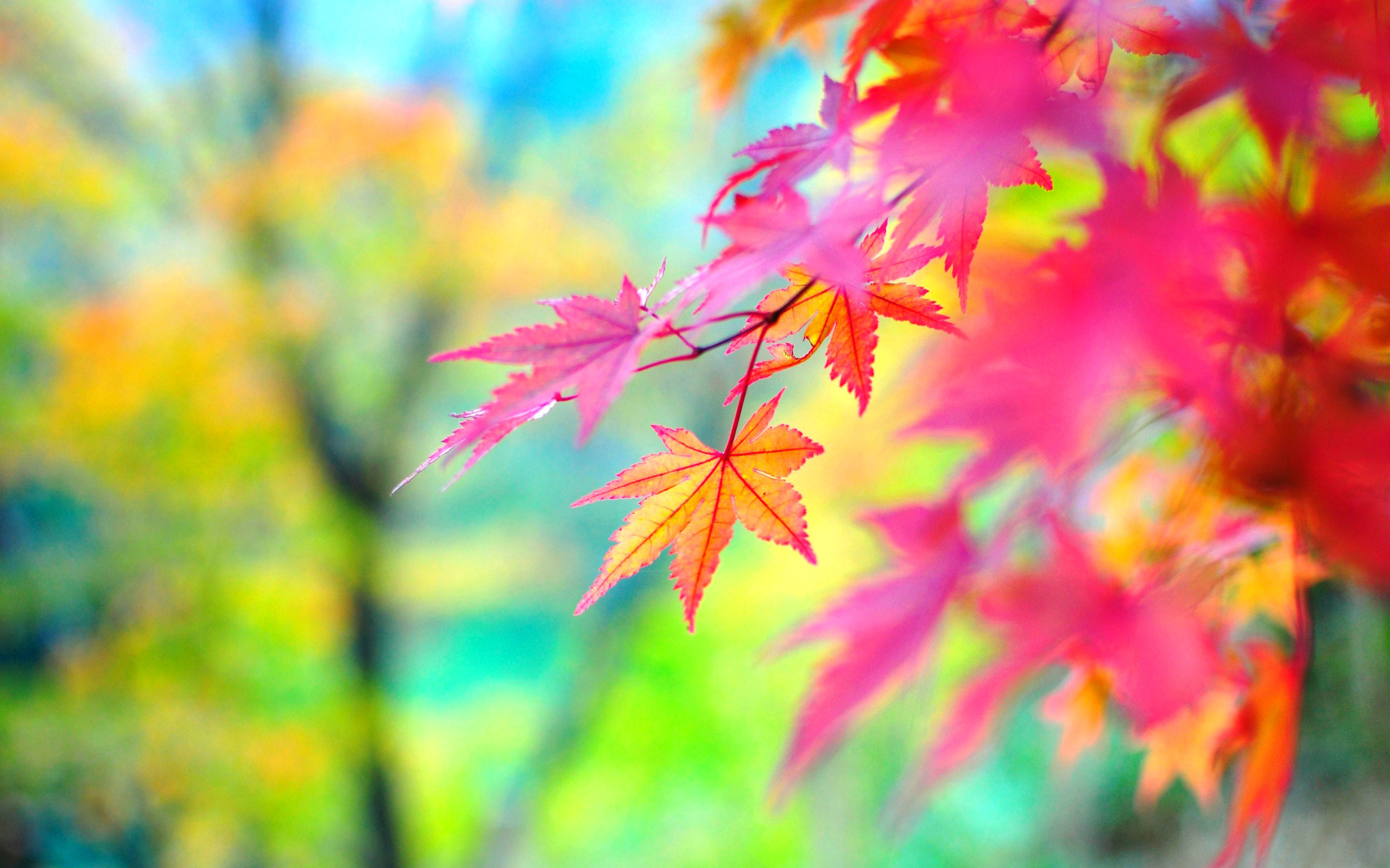 Colors of autumn #6984012