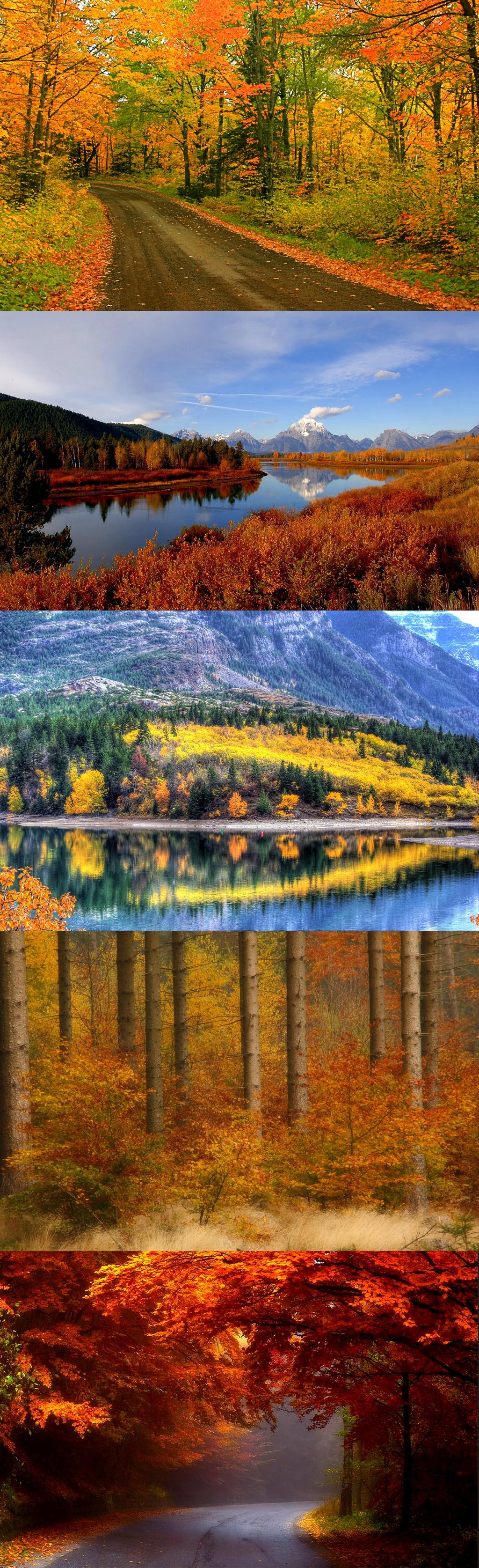 Autumn colors | Forest autumn colors | Pinterest | Autumn colours