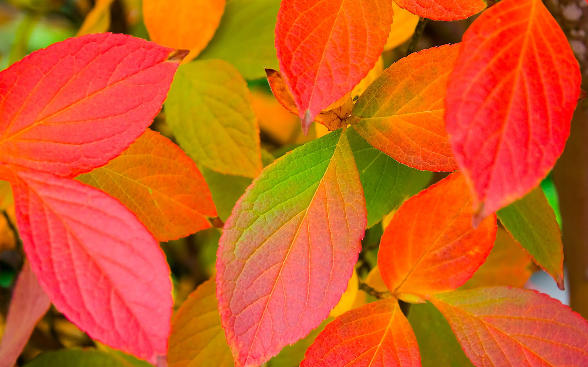 Colors Of Leaves #7007508