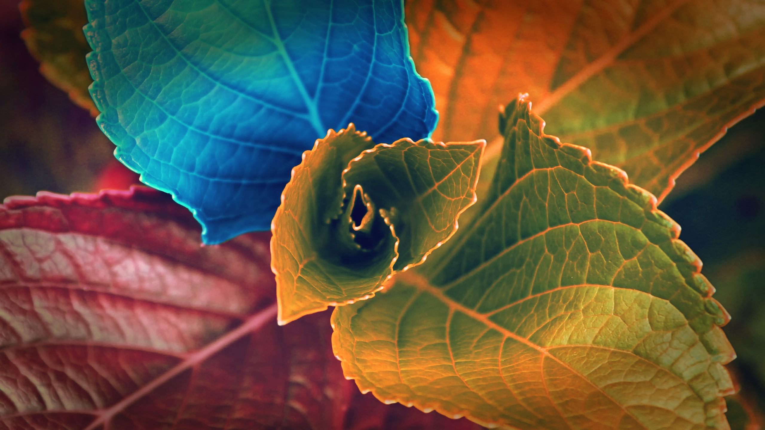 Colors of Leaves Wallpapers in jpg format for free download