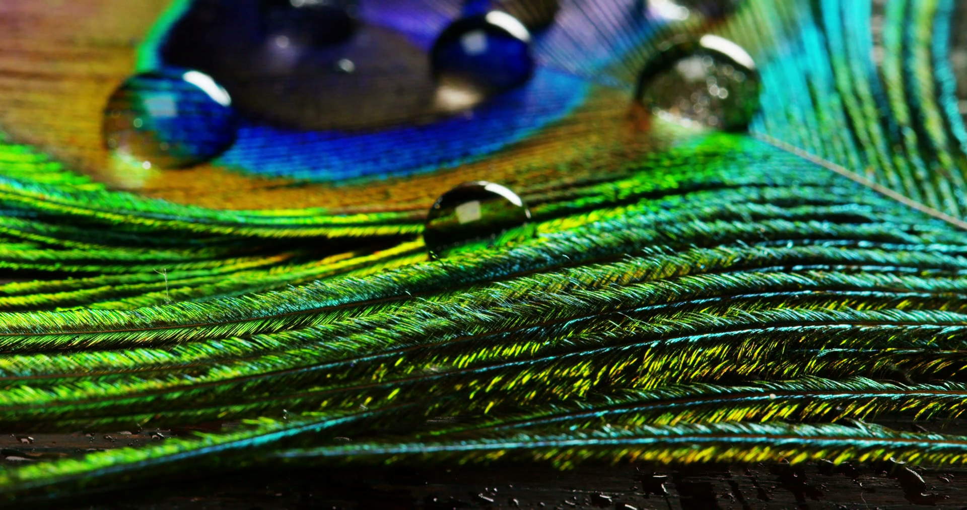 close up or macro of a colorful peacock feather with a drop resting ...