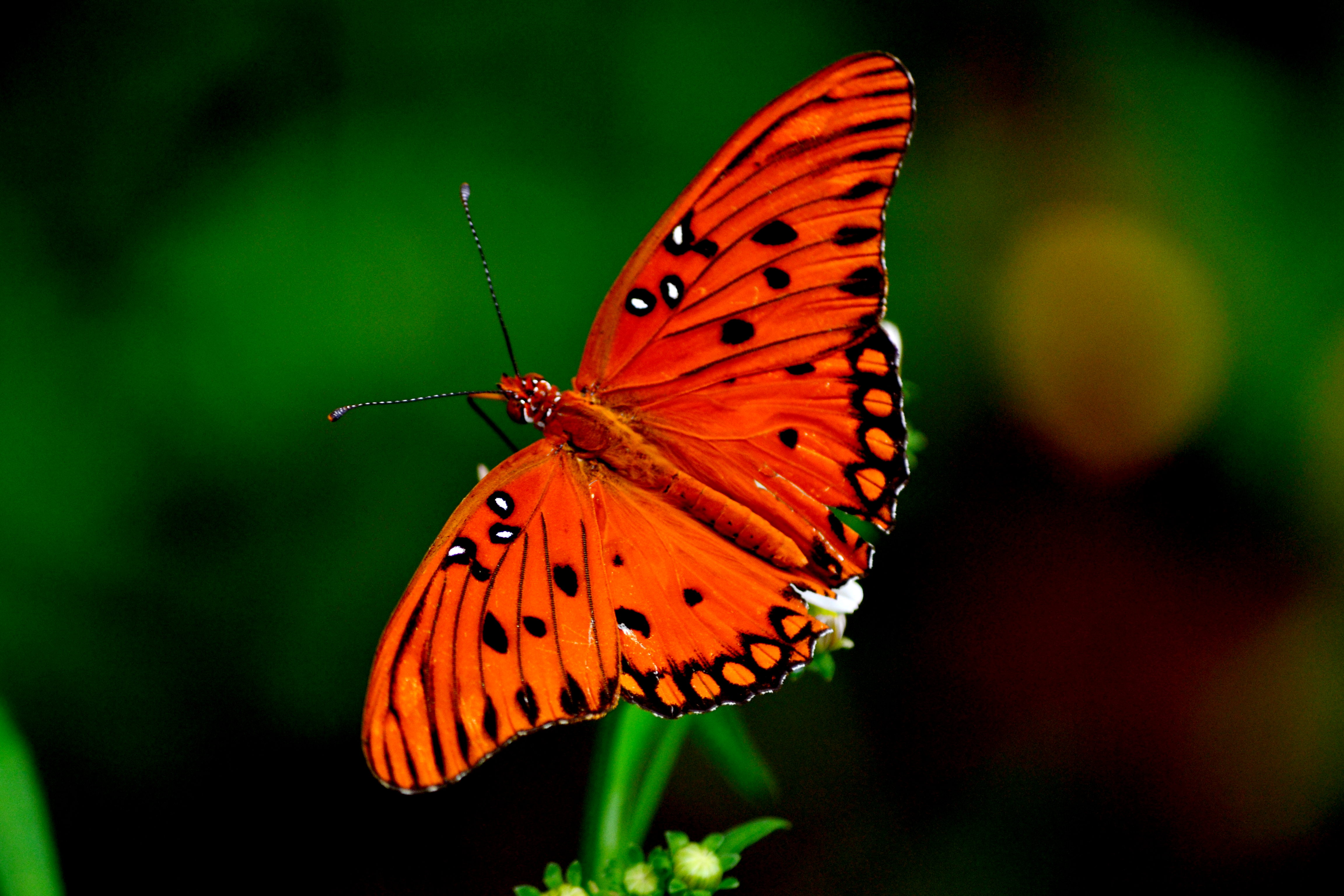 The Colors of a Butterfly | Photos, Night and Day