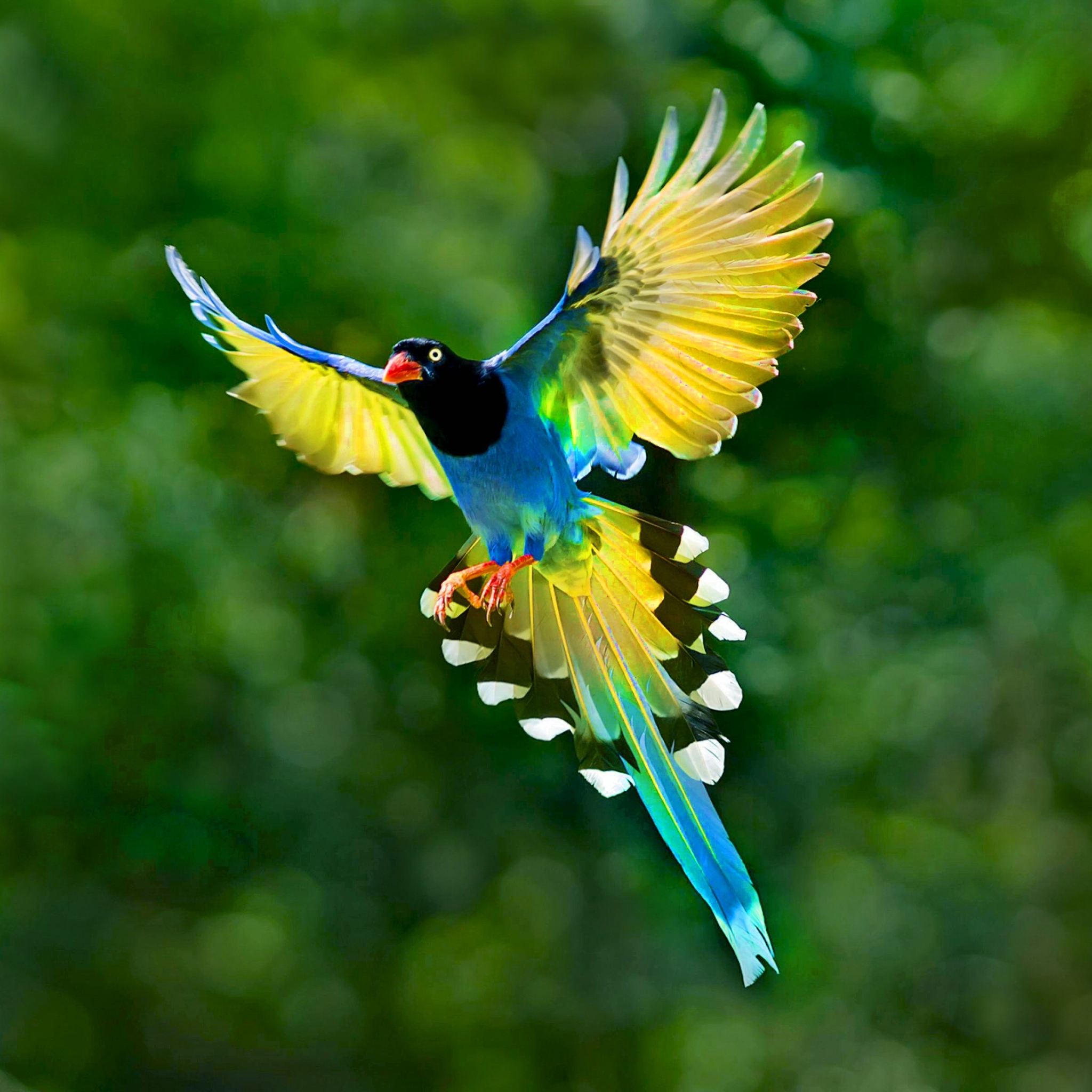 BIRD [29] colors of nature [25may2014sunday] [013529] [VersionOne ...