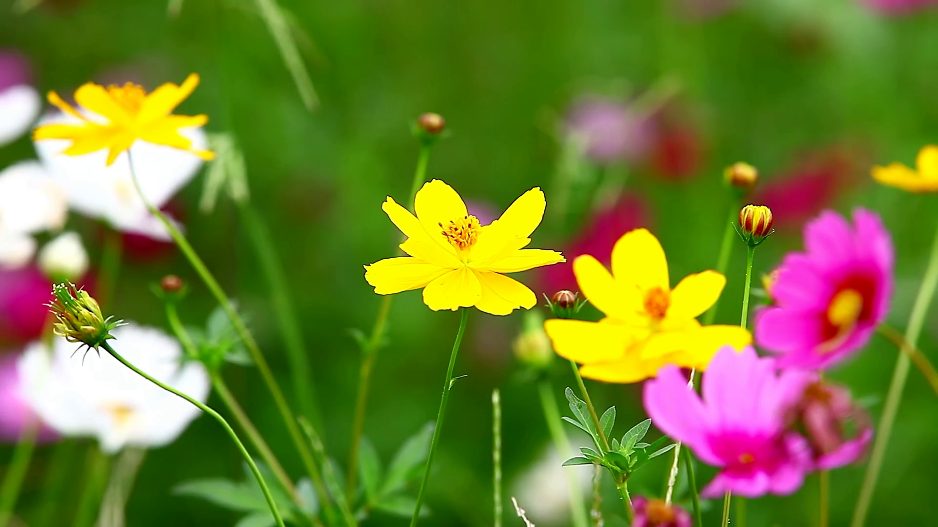 HD: Field of colourful flowers, 1920x1080 Stock Video Footage ...
