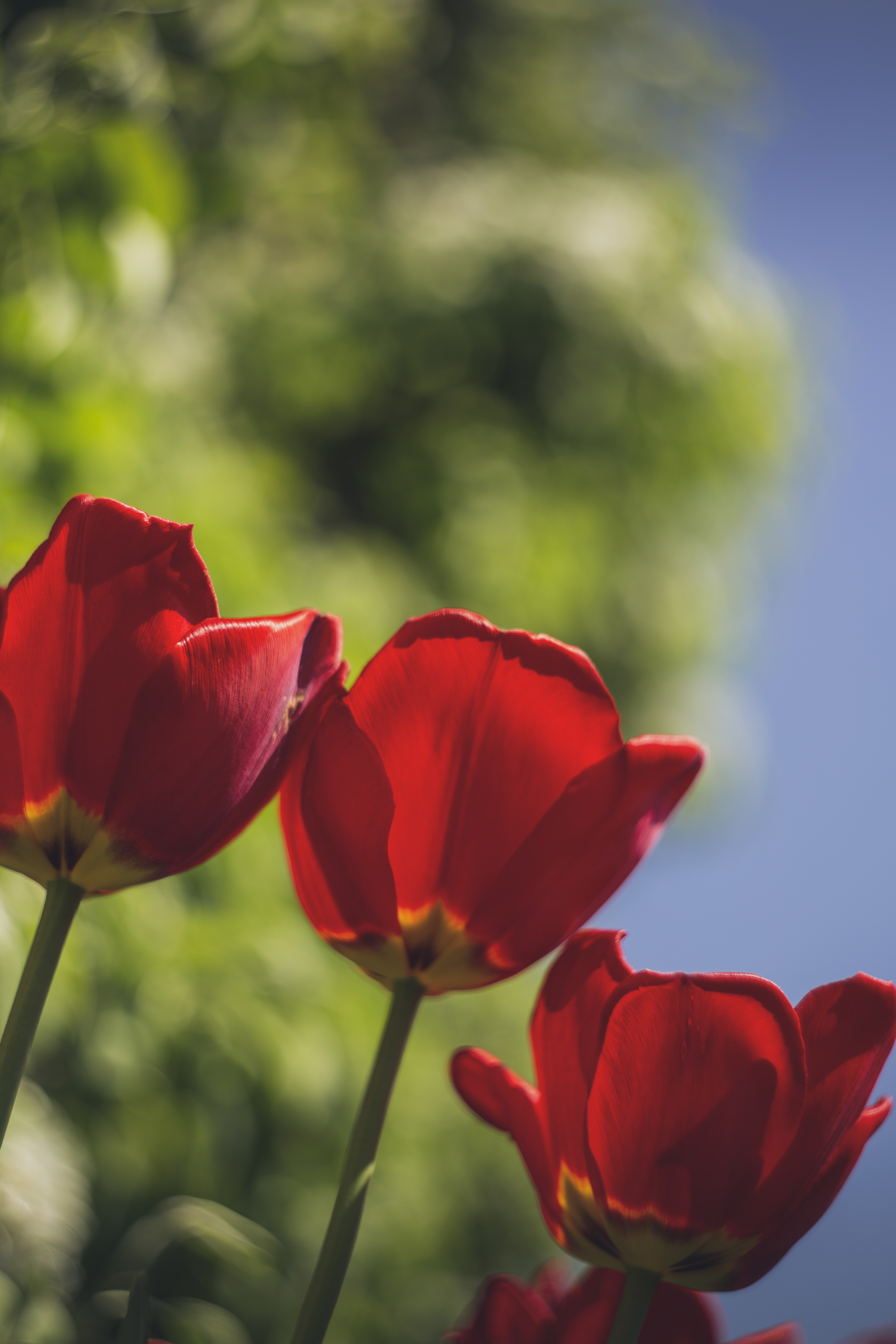 Colourful spring flowers tulip, Beautiful, Red, Green, Ground, HQ Photo
