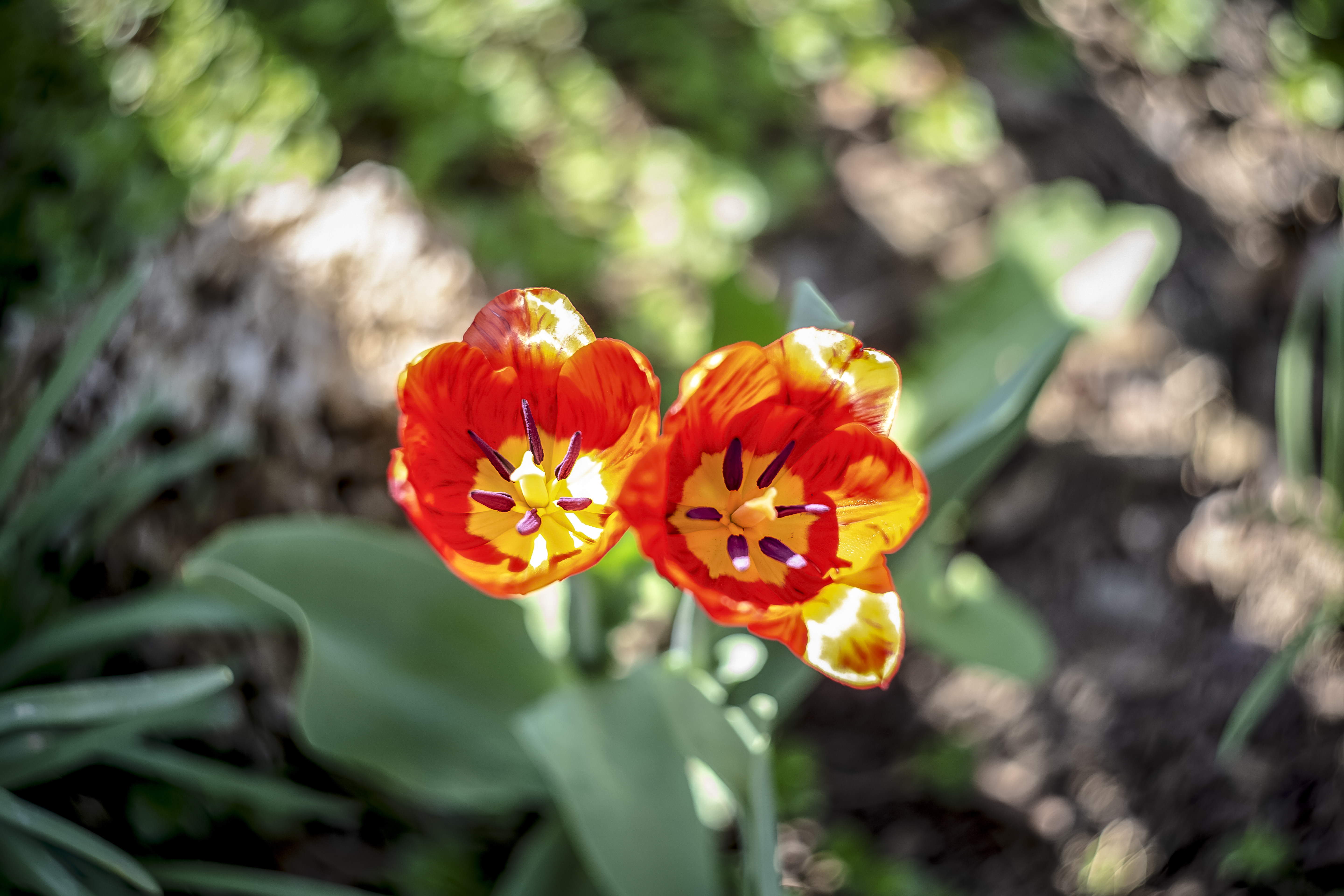 Colourful spring flowers, Beautiful, Red, Green, Ground, HQ Photo