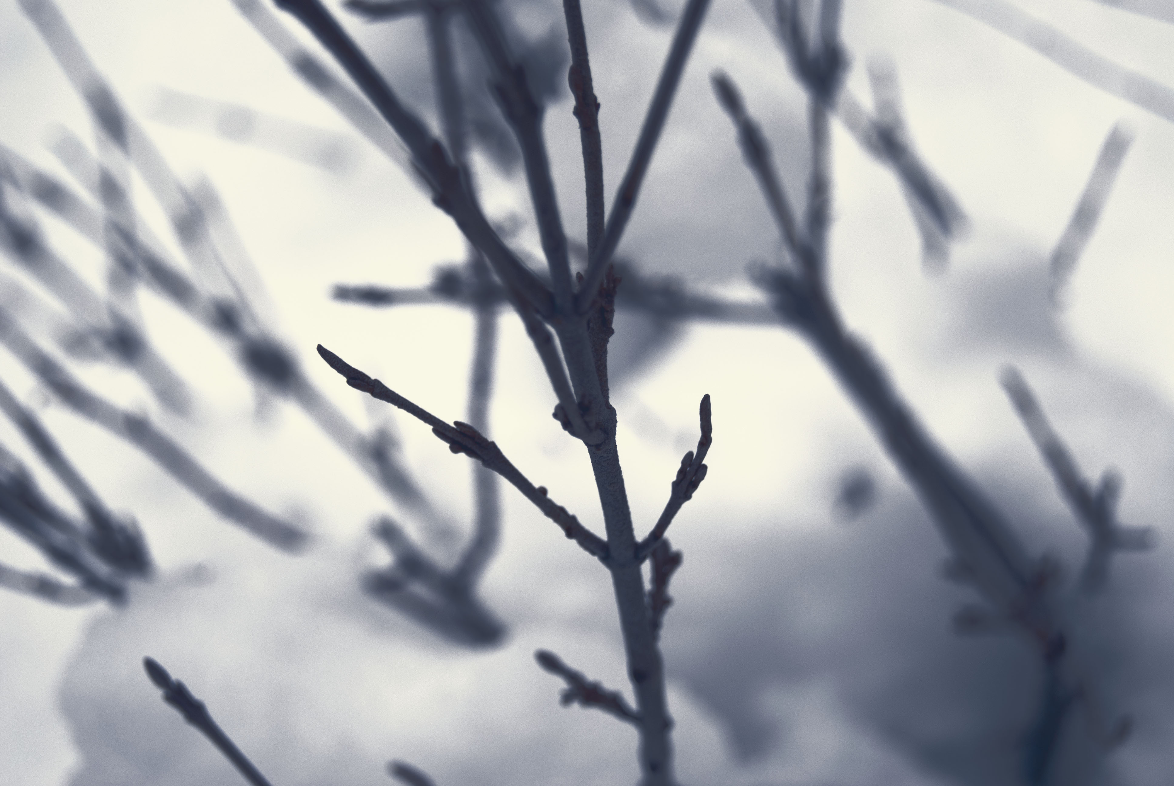 Colourless Macro of Winter Shrub, Branch, Branchlet, Depth of field, Edit, HQ Photo