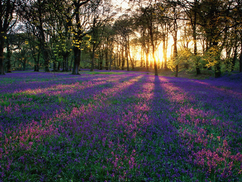 Colours, Flowers, Rays, Sun, Trees, HQ Photo