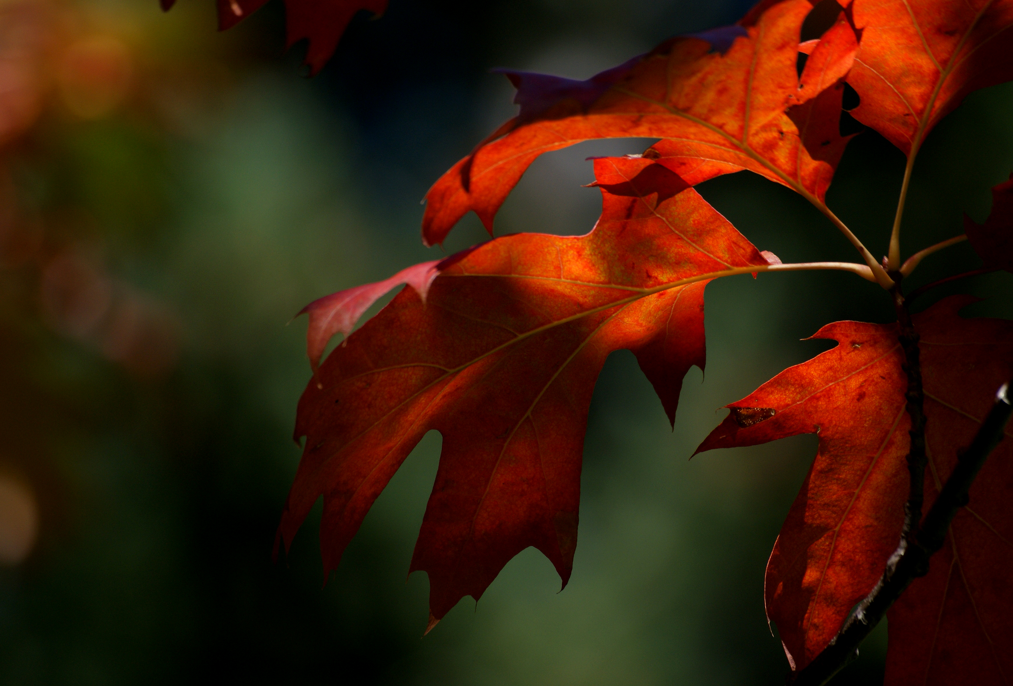 Colours of fall. photo