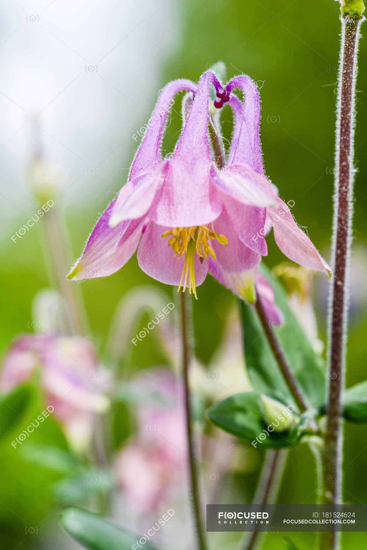 Blossom of pink columbine on blurred background — Stock Photo ...